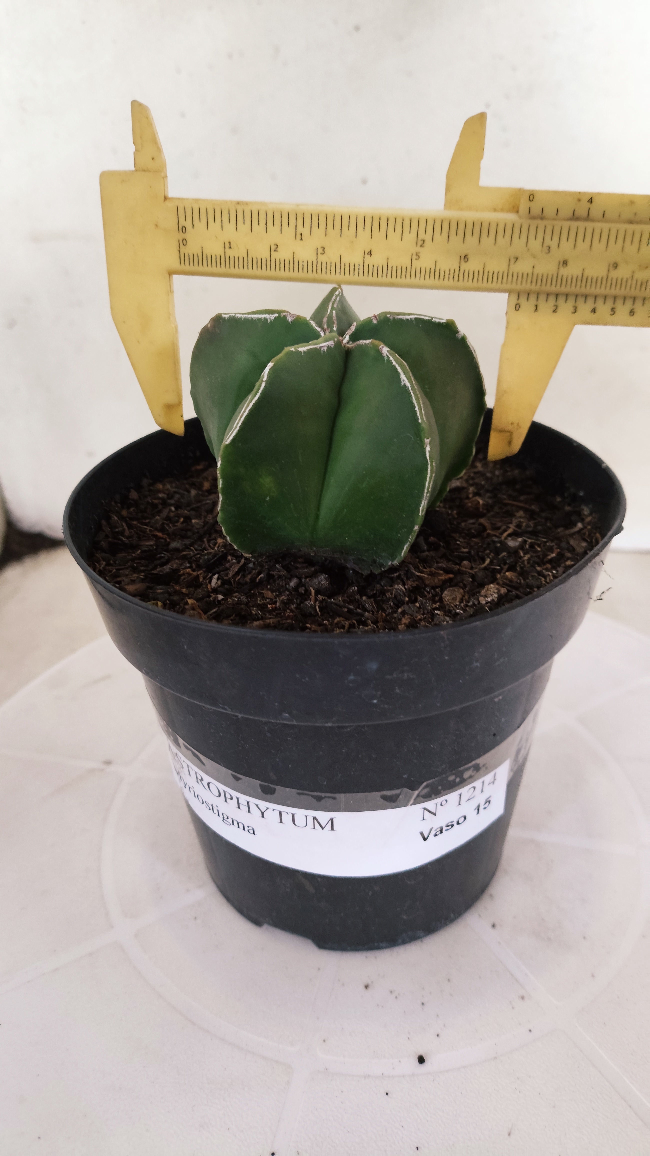 ASTROPHYTUM MYRIOSTIGMA Nº 1214 – vaso 15