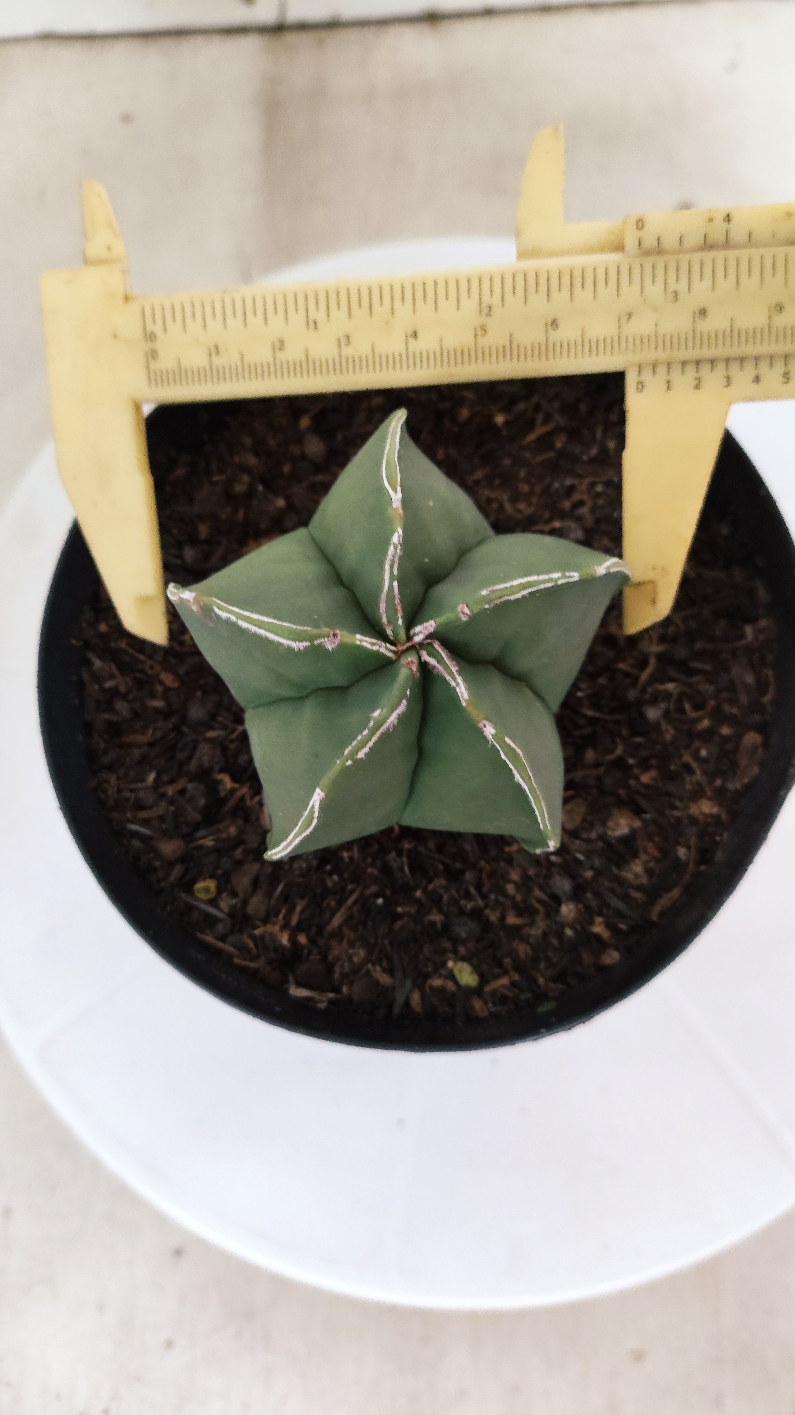 ASTROPHYTUM MYRIOSTIGMA Nº 1214 – vaso 15