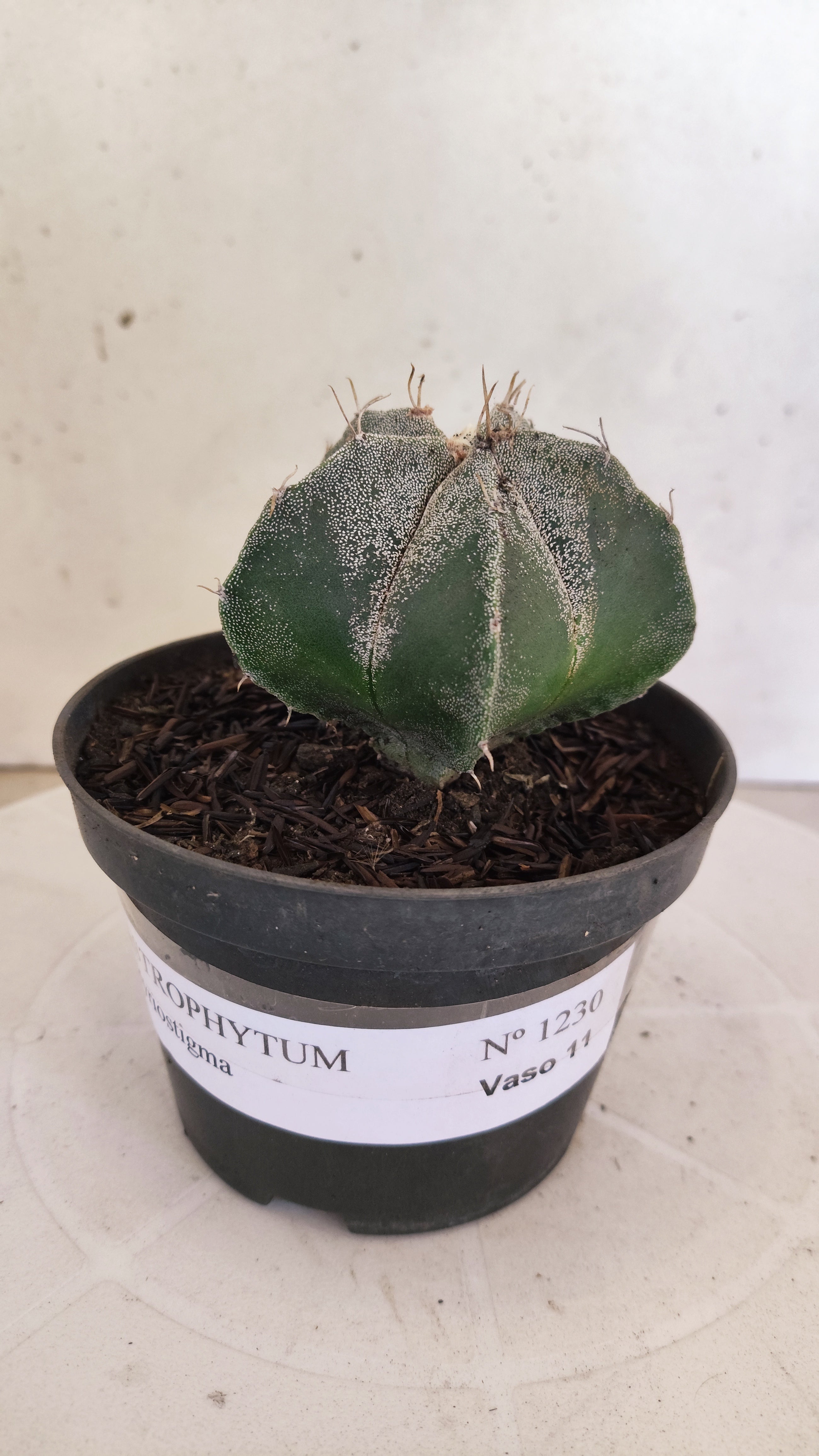MATRIZ ASTROPHYTUM Myriostigma  Nº  1230 – vaso 11