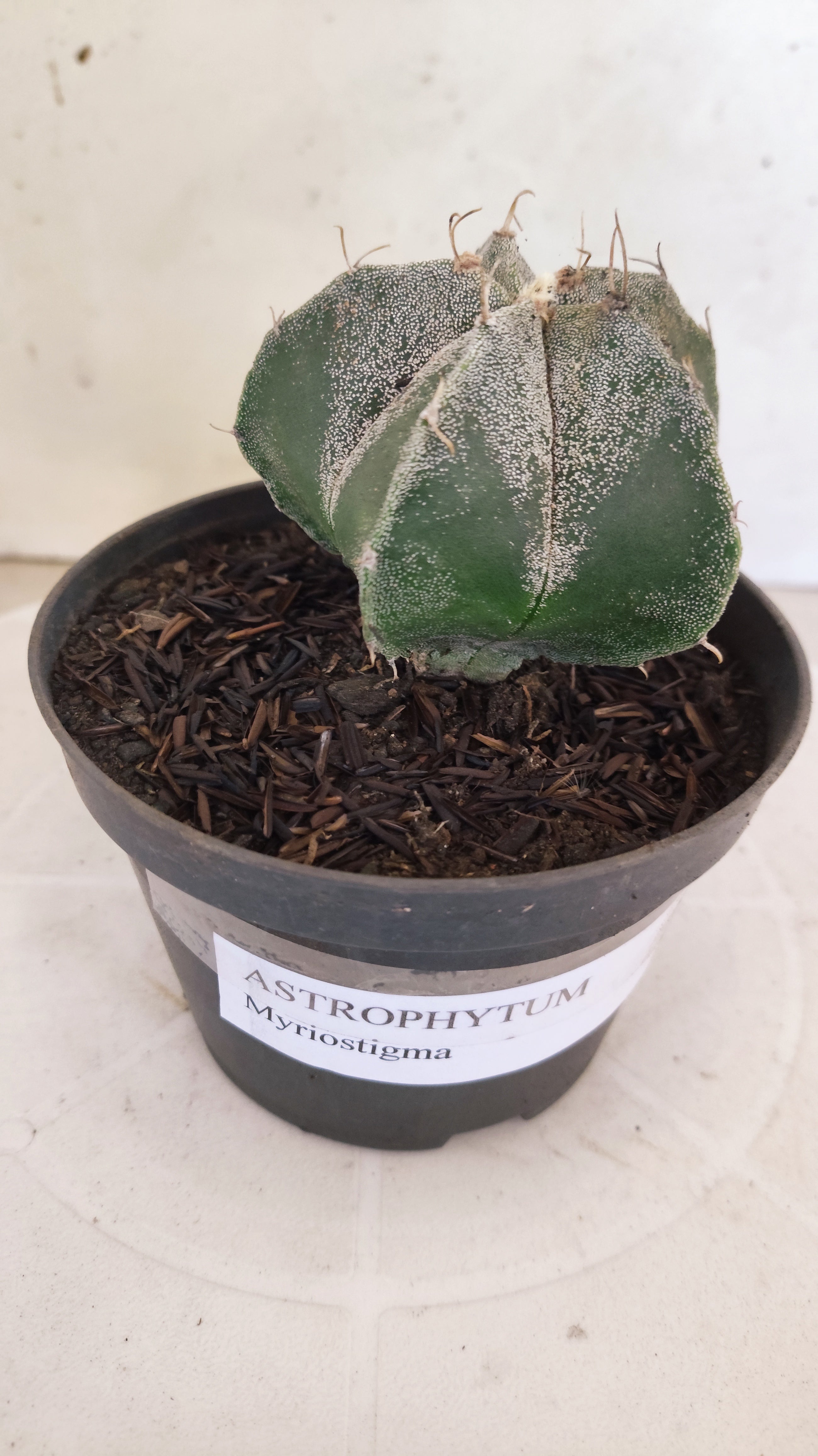MATRIZ ASTROPHYTUM Myriostigma  Nº  1230 – vaso 11