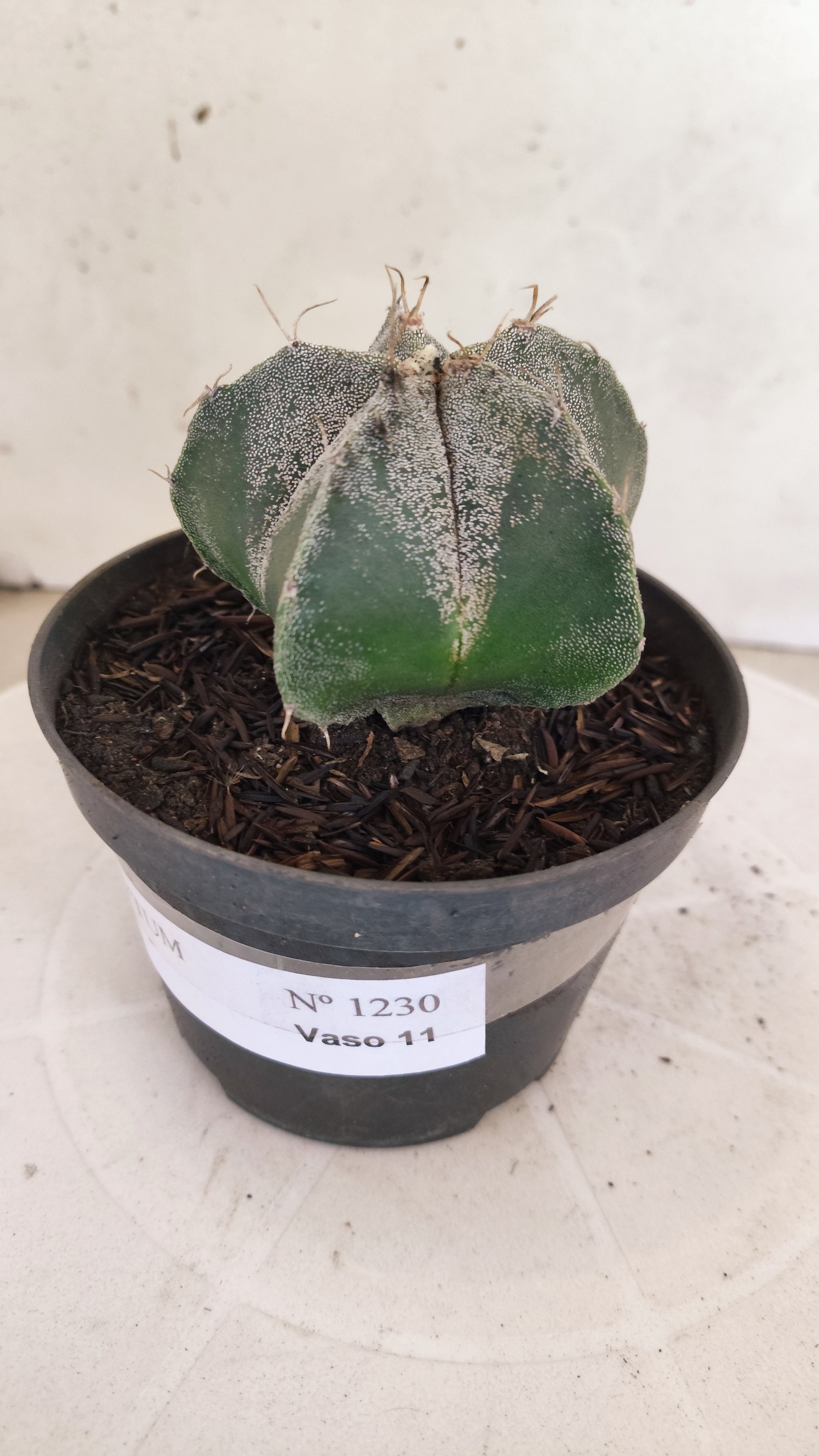 MATRIZ ASTROPHYTUM Myriostigma  Nº  1230 – vaso 11