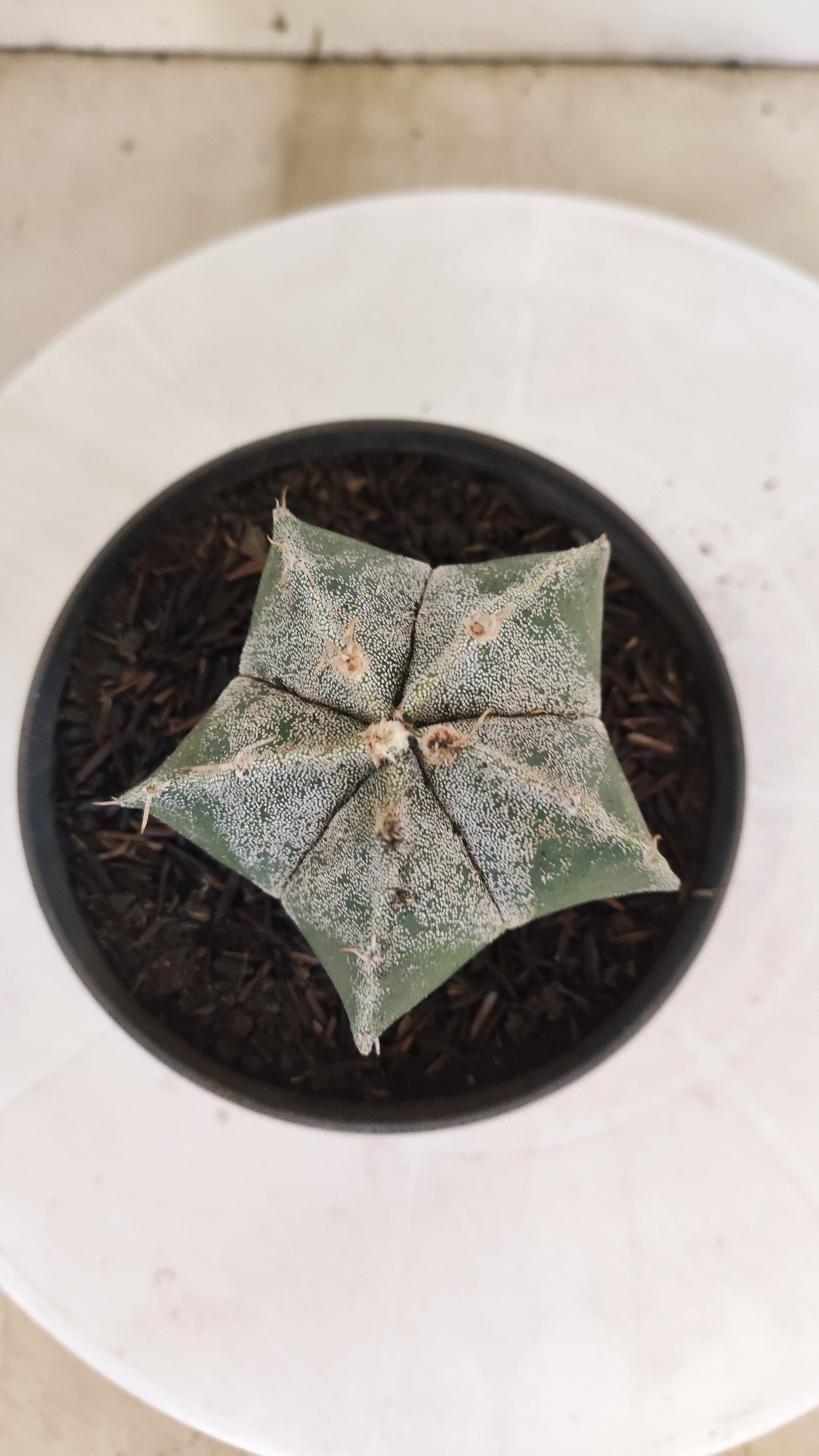 MATRIZ ASTROPHYTUM Myriostigma  Nº  1230 – vaso 11