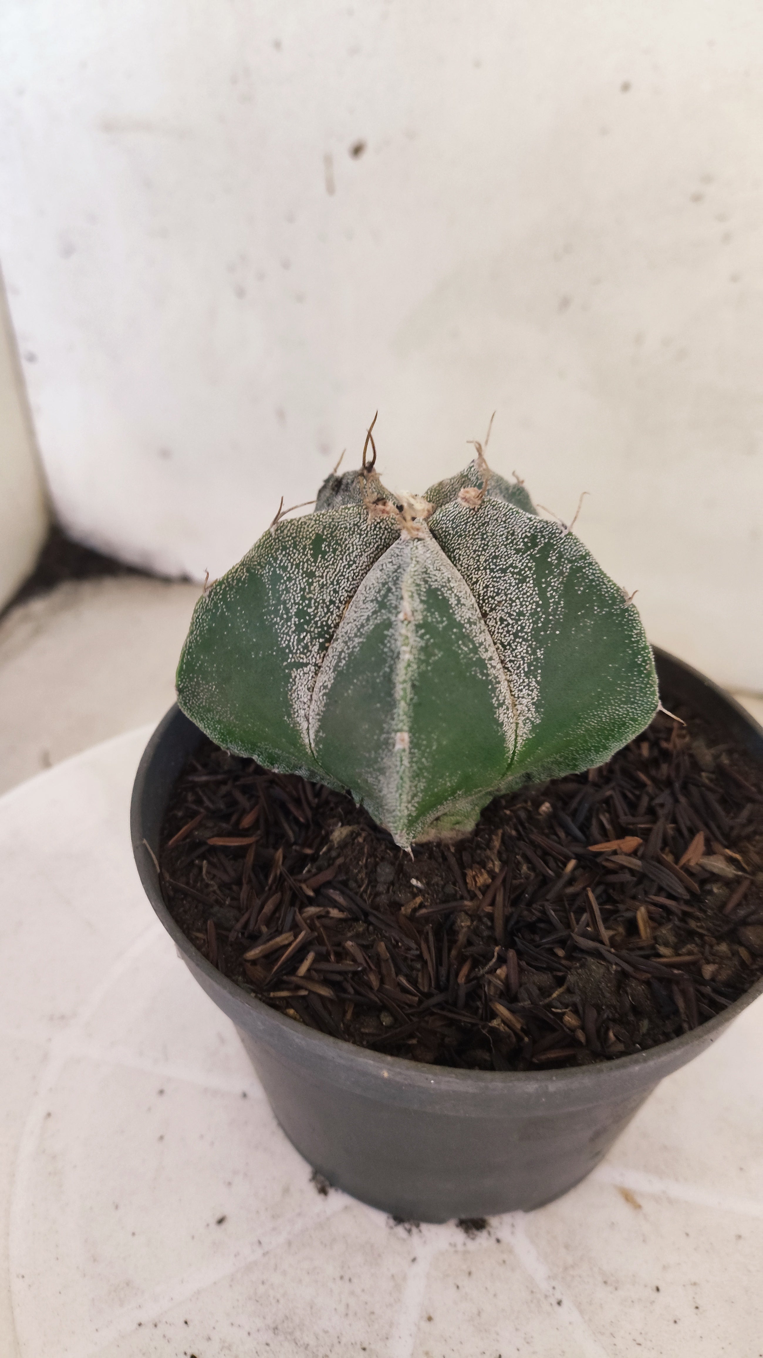 MATRIZ ASTROPHYTUM Myriostigma  Nº  1230 – vaso 11