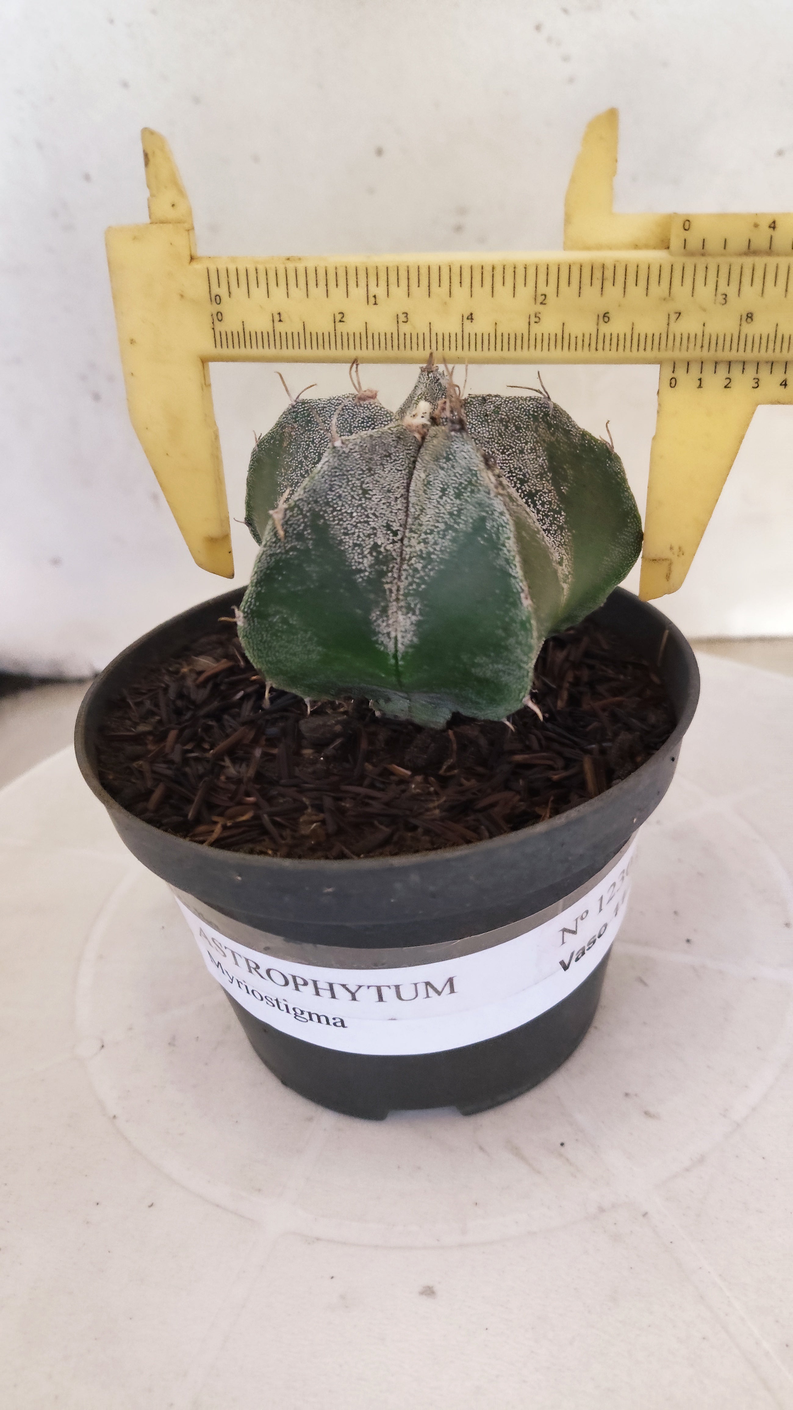 MATRIZ ASTROPHYTUM Myriostigma  Nº  1230 – vaso 11
