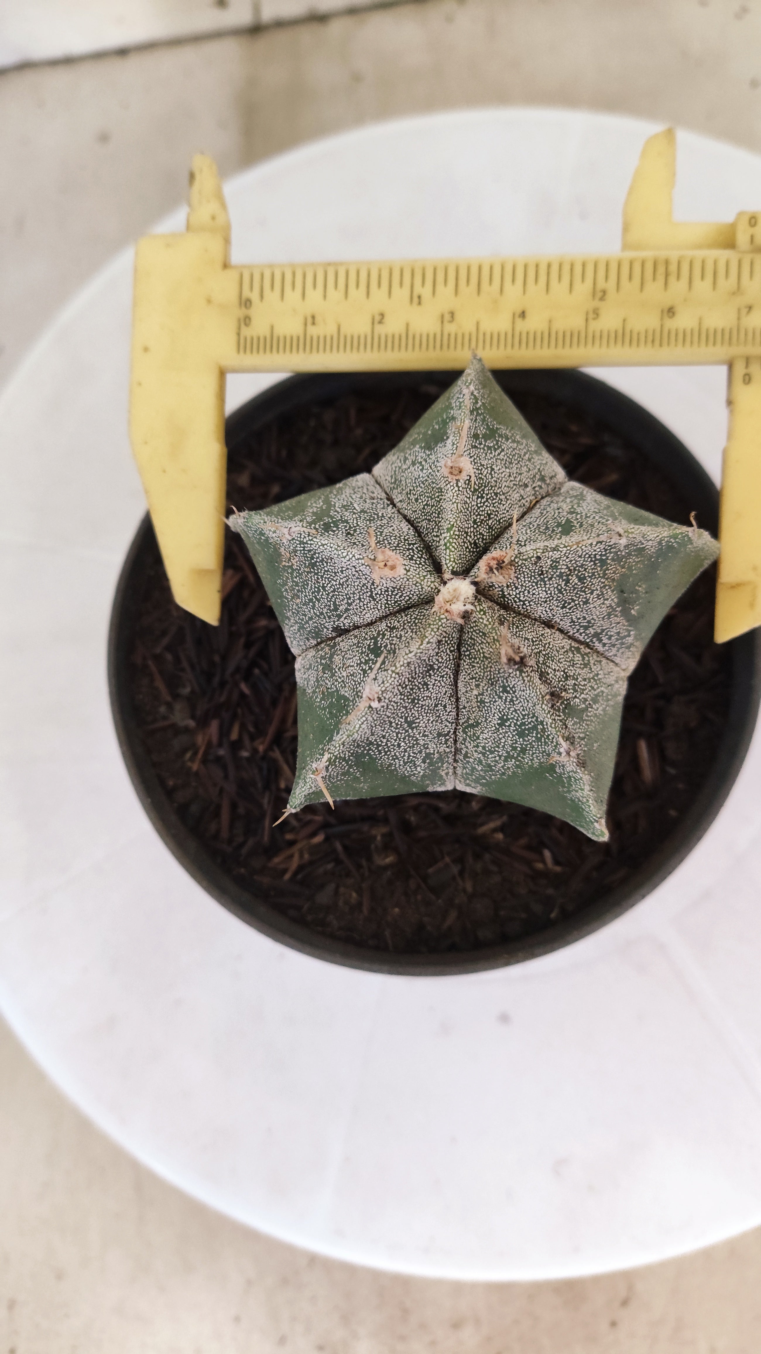 MATRIZ ASTROPHYTUM Myriostigma  Nº  1230 – vaso 11