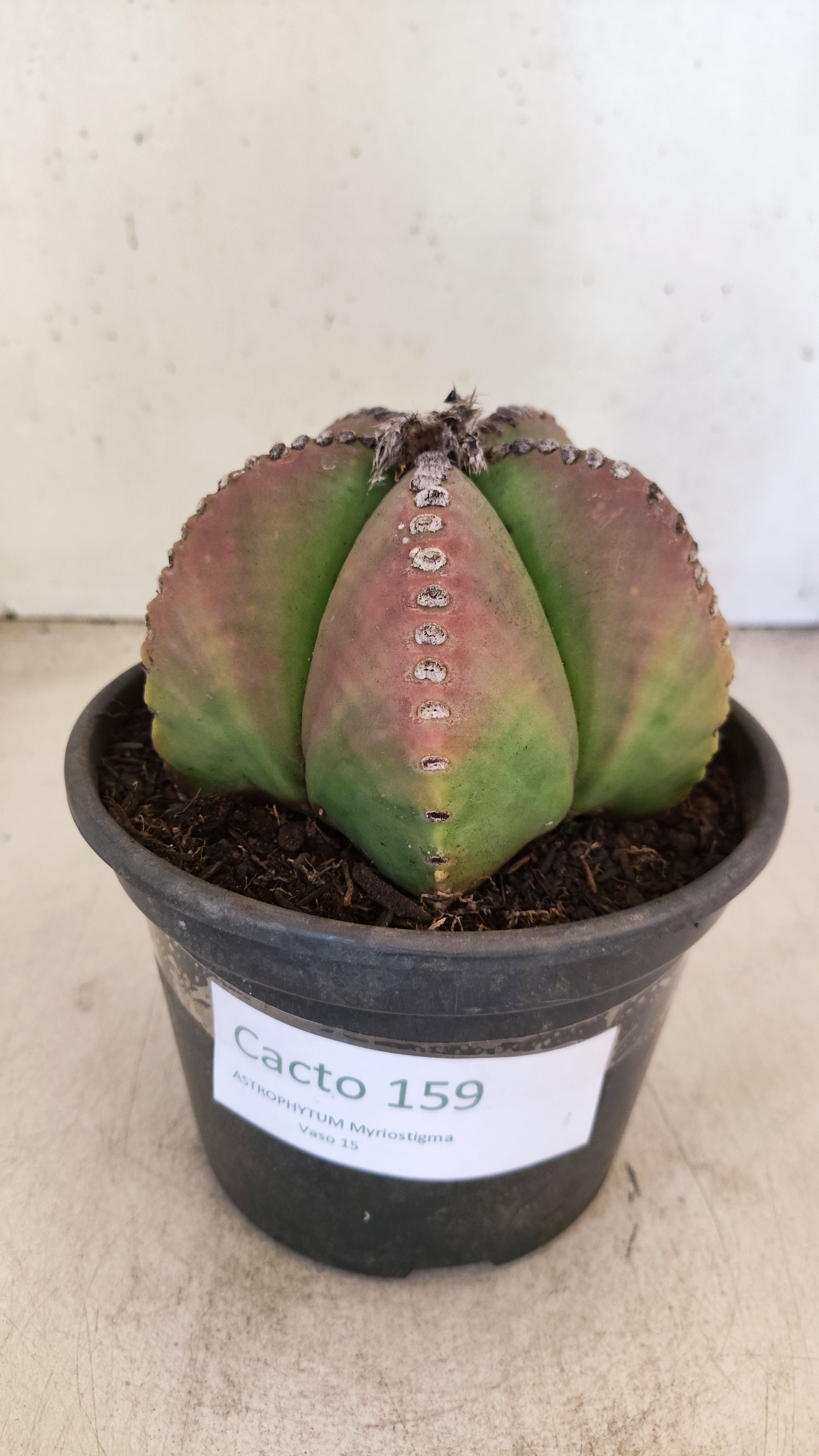 ASTROPHYTUM MYRIOSTIGMA  Nº 159 – vaso 15