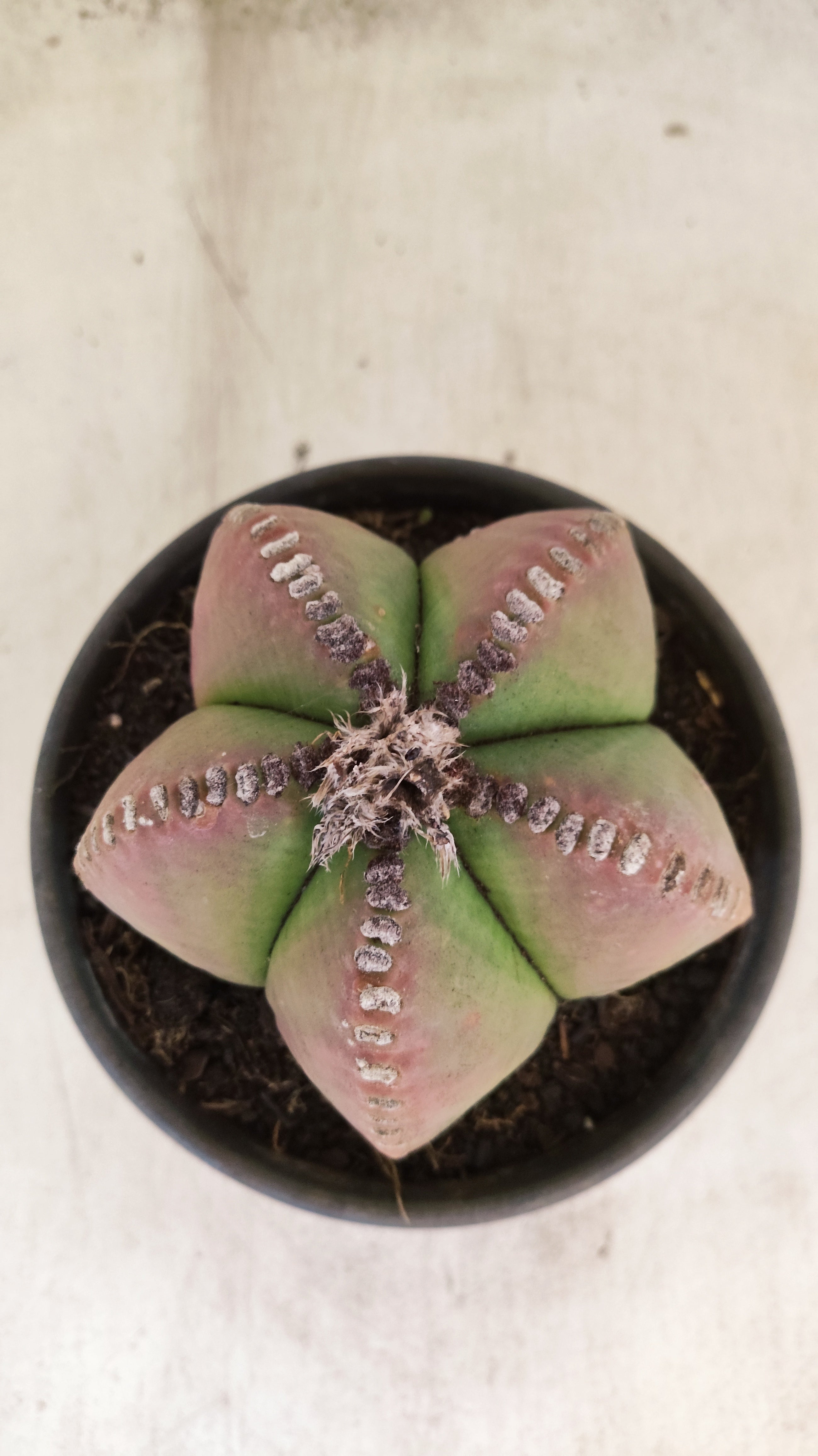 ASTROPHYTUM MYRIOSTIGMA  Nº 159 – vaso 15