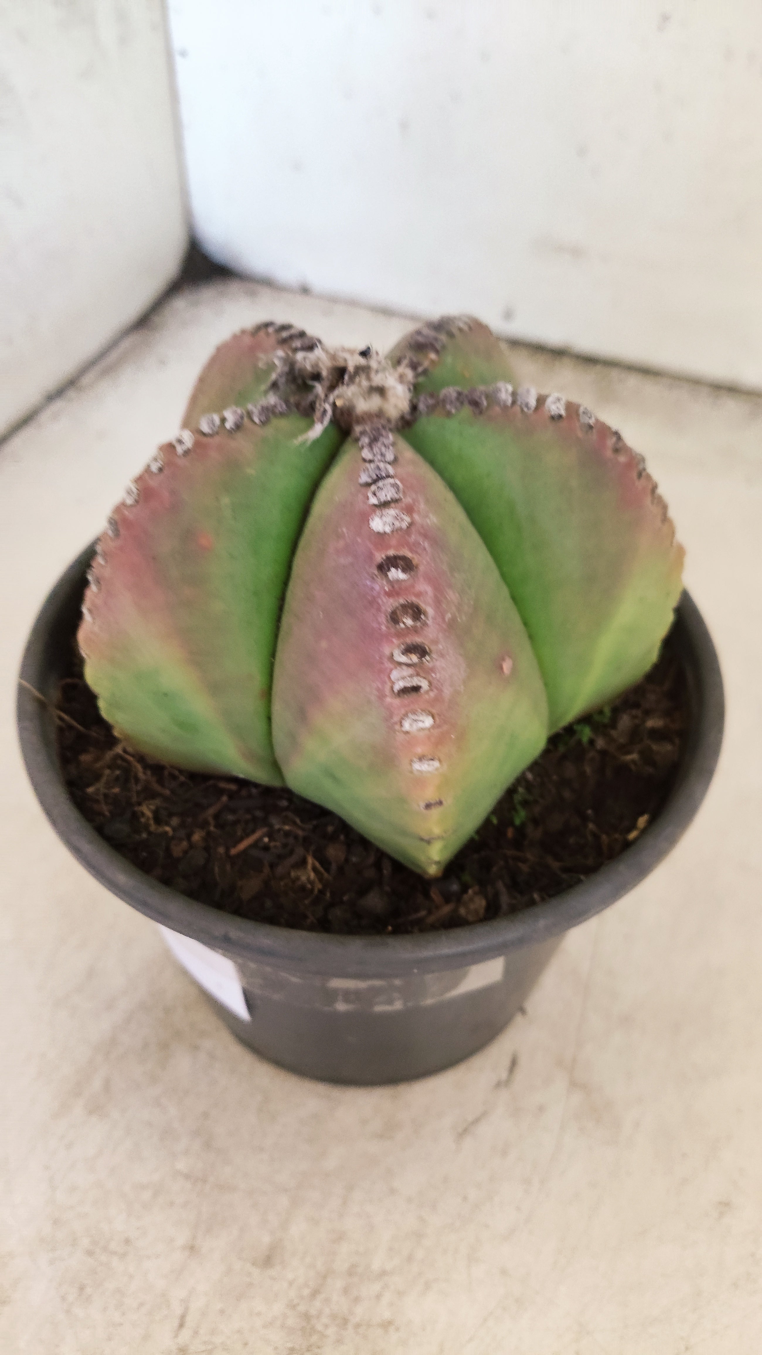 ASTROPHYTUM MYRIOSTIGMA  Nº 159 – vaso 15