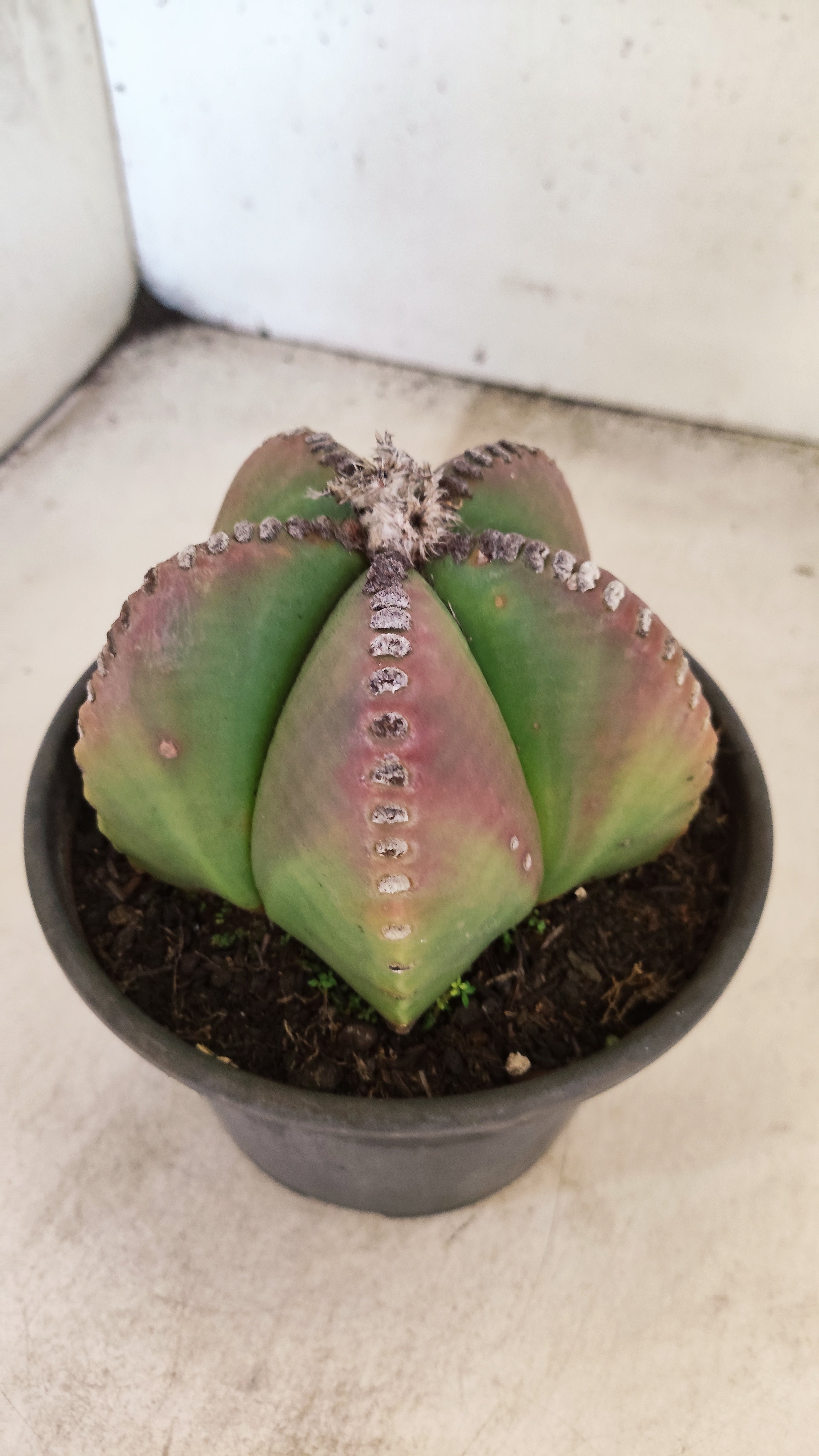 ASTROPHYTUM MYRIOSTIGMA  Nº 159 – vaso 15