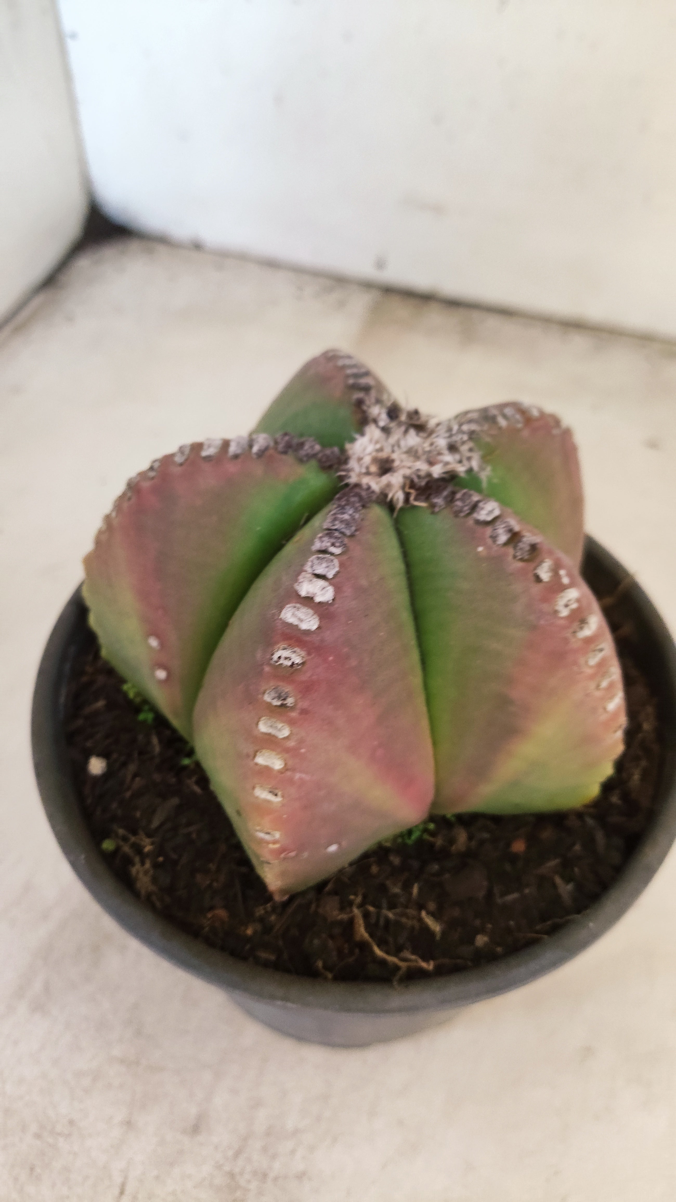 ASTROPHYTUM MYRIOSTIGMA  Nº 159 – vaso 15