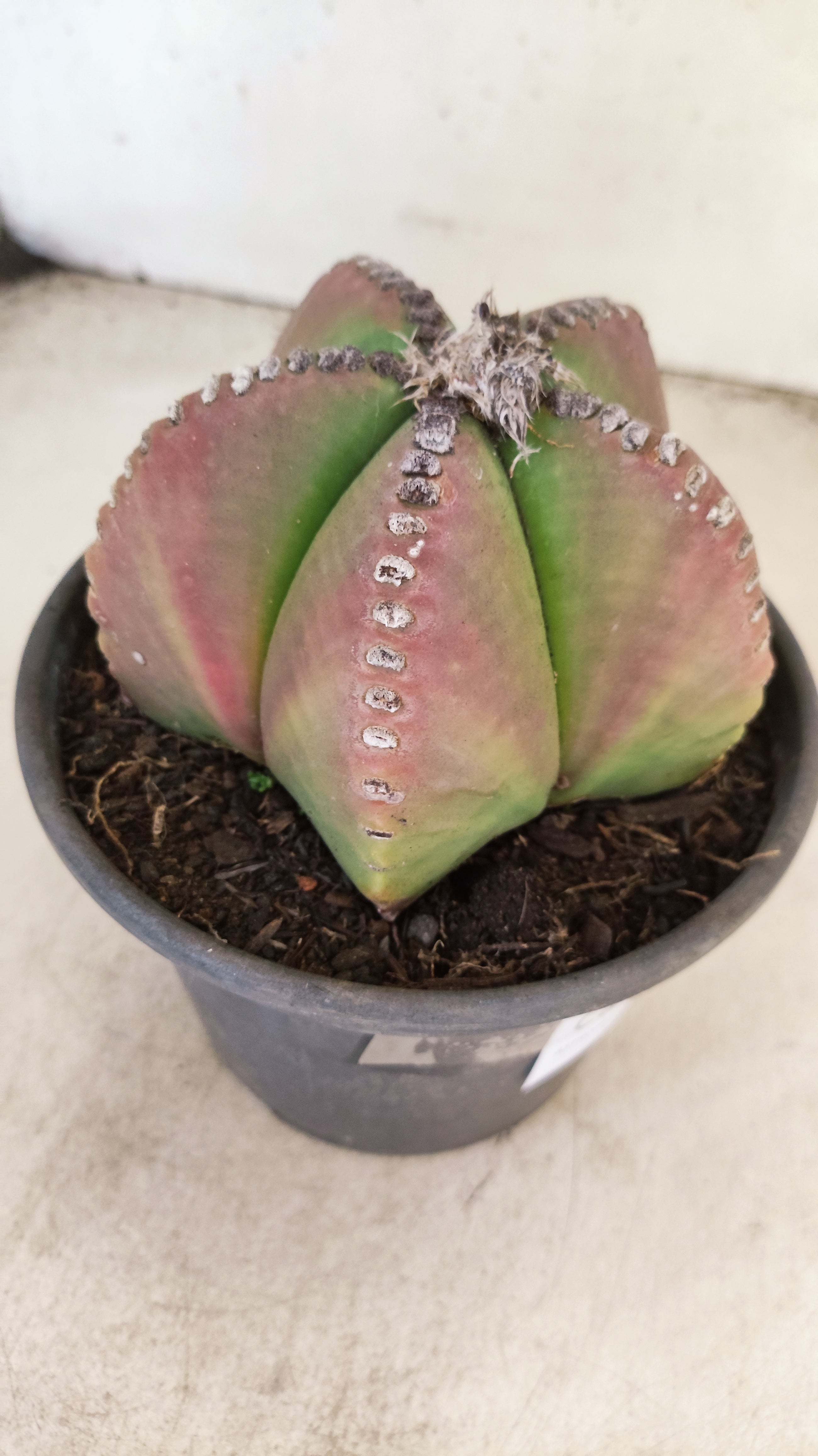 ASTROPHYTUM MYRIOSTIGMA  Nº 159 – vaso 15