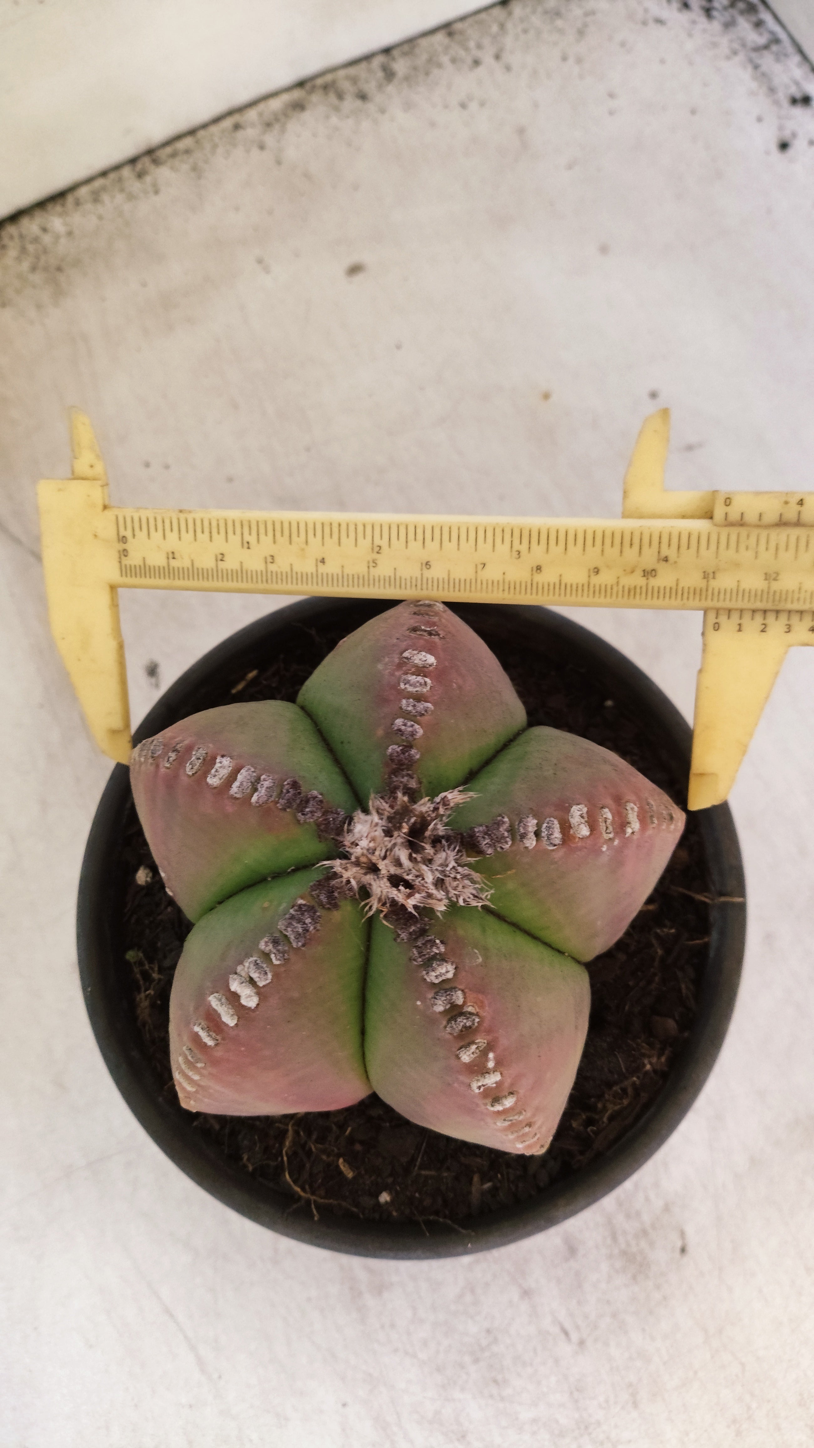 ASTROPHYTUM MYRIOSTIGMA  Nº 159 – vaso 15