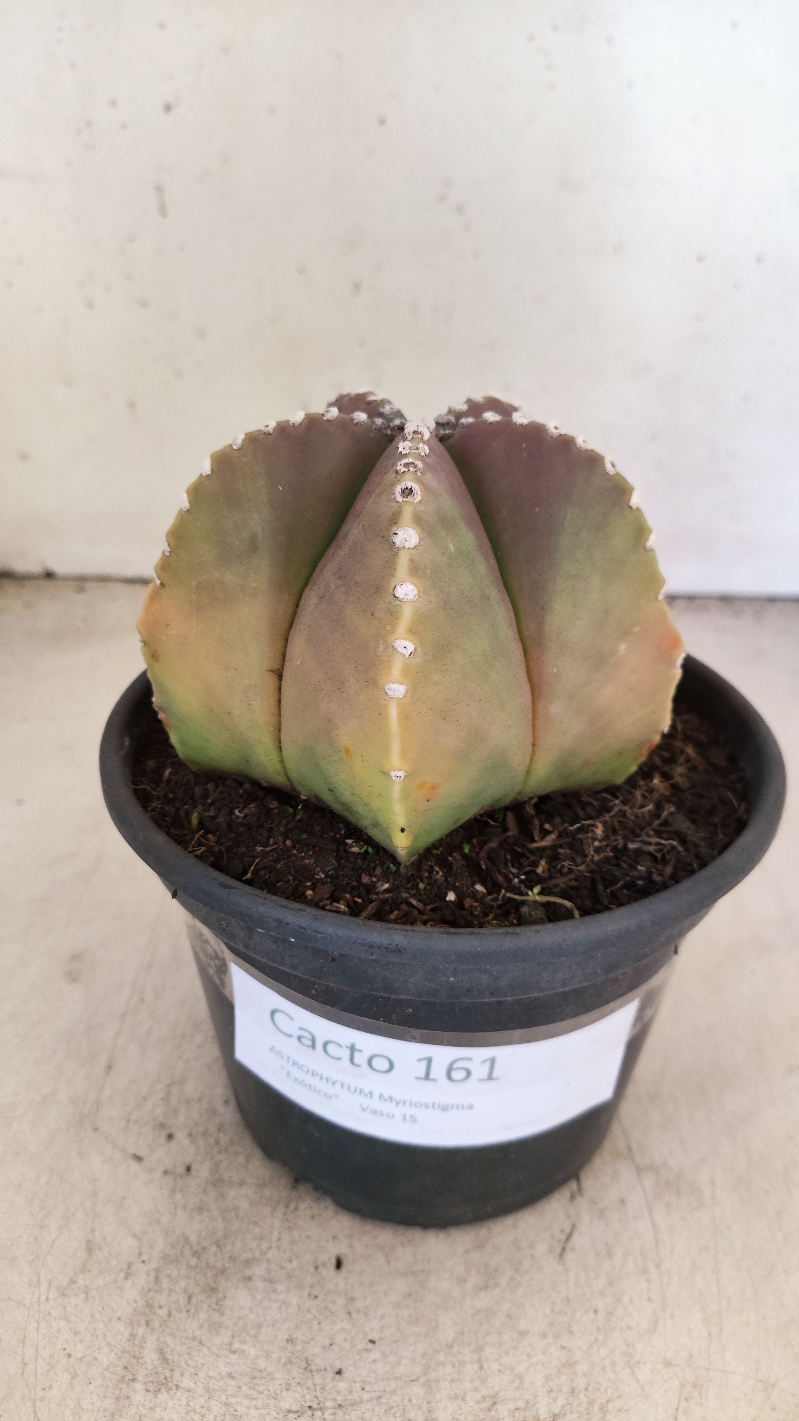 ASTROPHYTUM MYRIOSTIGMA  Nº 161 – vaso 15