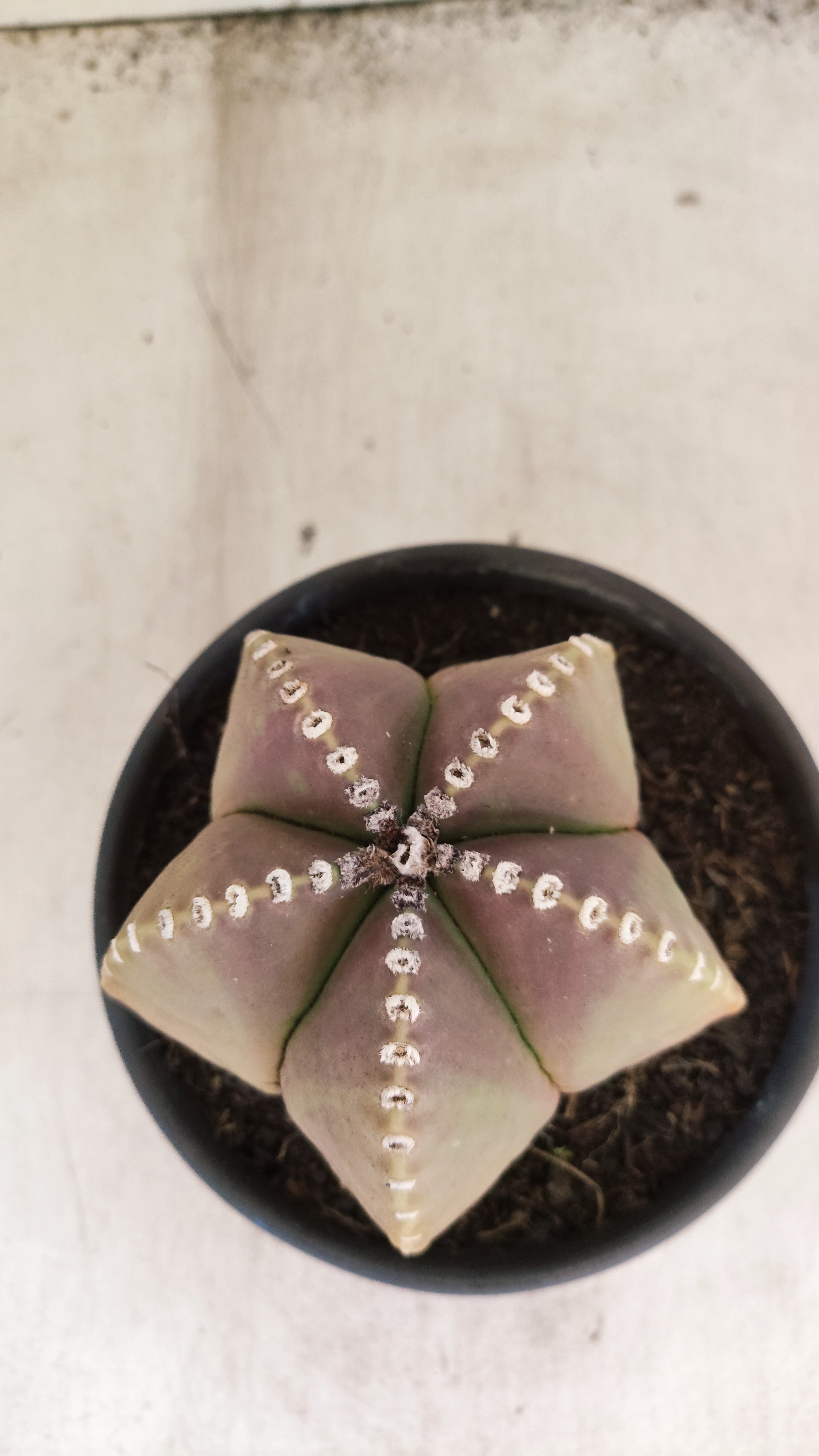 ASTROPHYTUM MYRIOSTIGMA  Nº 161 – vaso 15