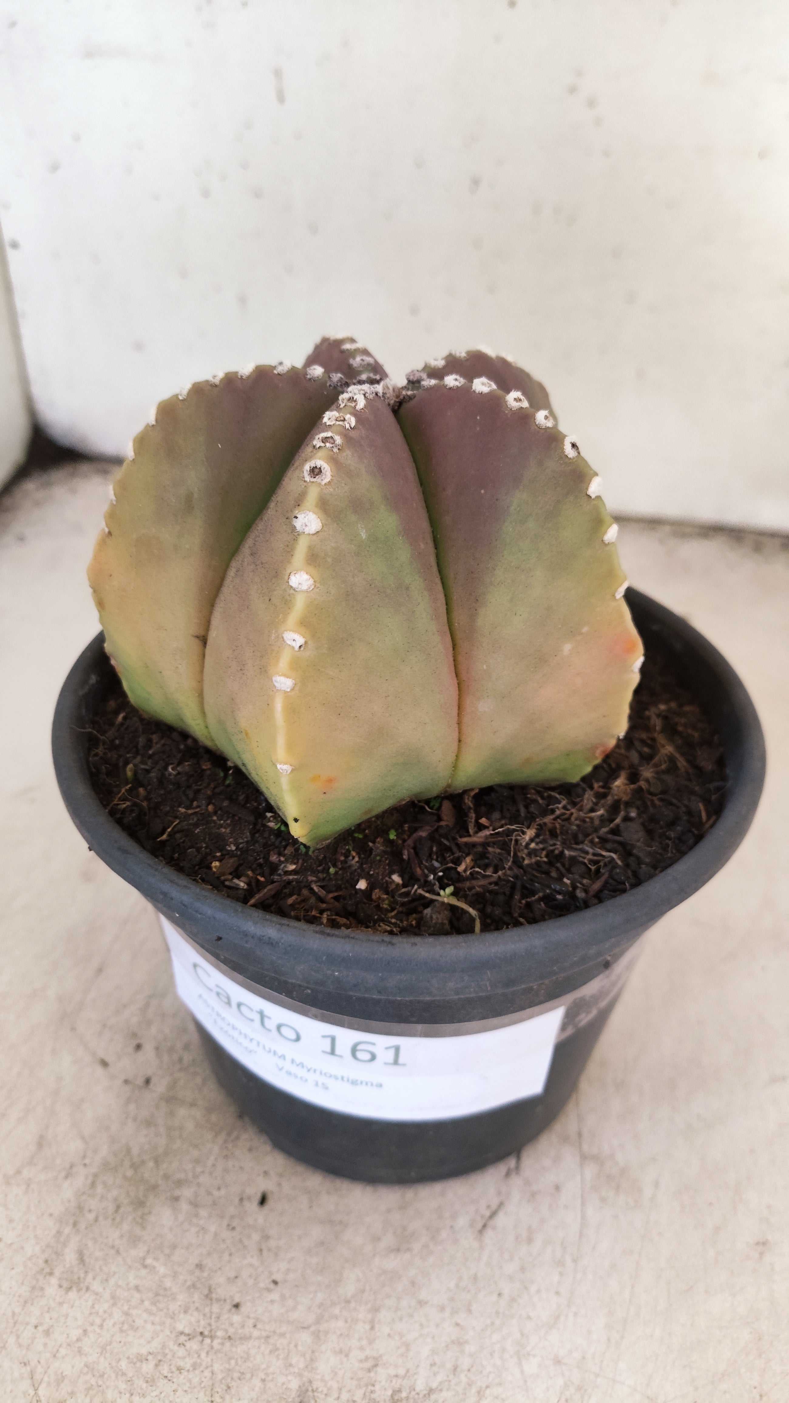 ASTROPHYTUM MYRIOSTIGMA  Nº 161 – vaso 15