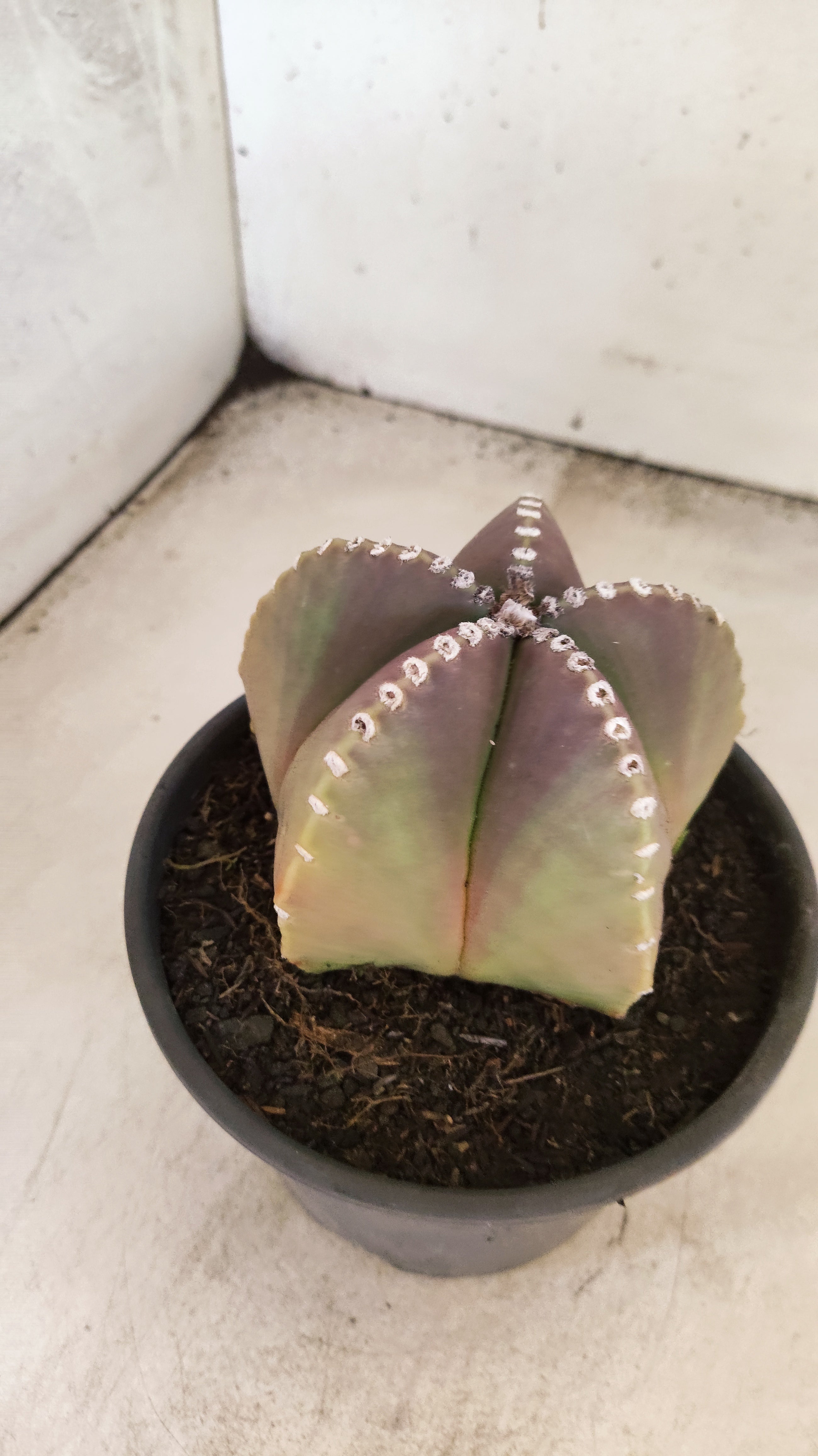 ASTROPHYTUM MYRIOSTIGMA  Nº 161 – vaso 15