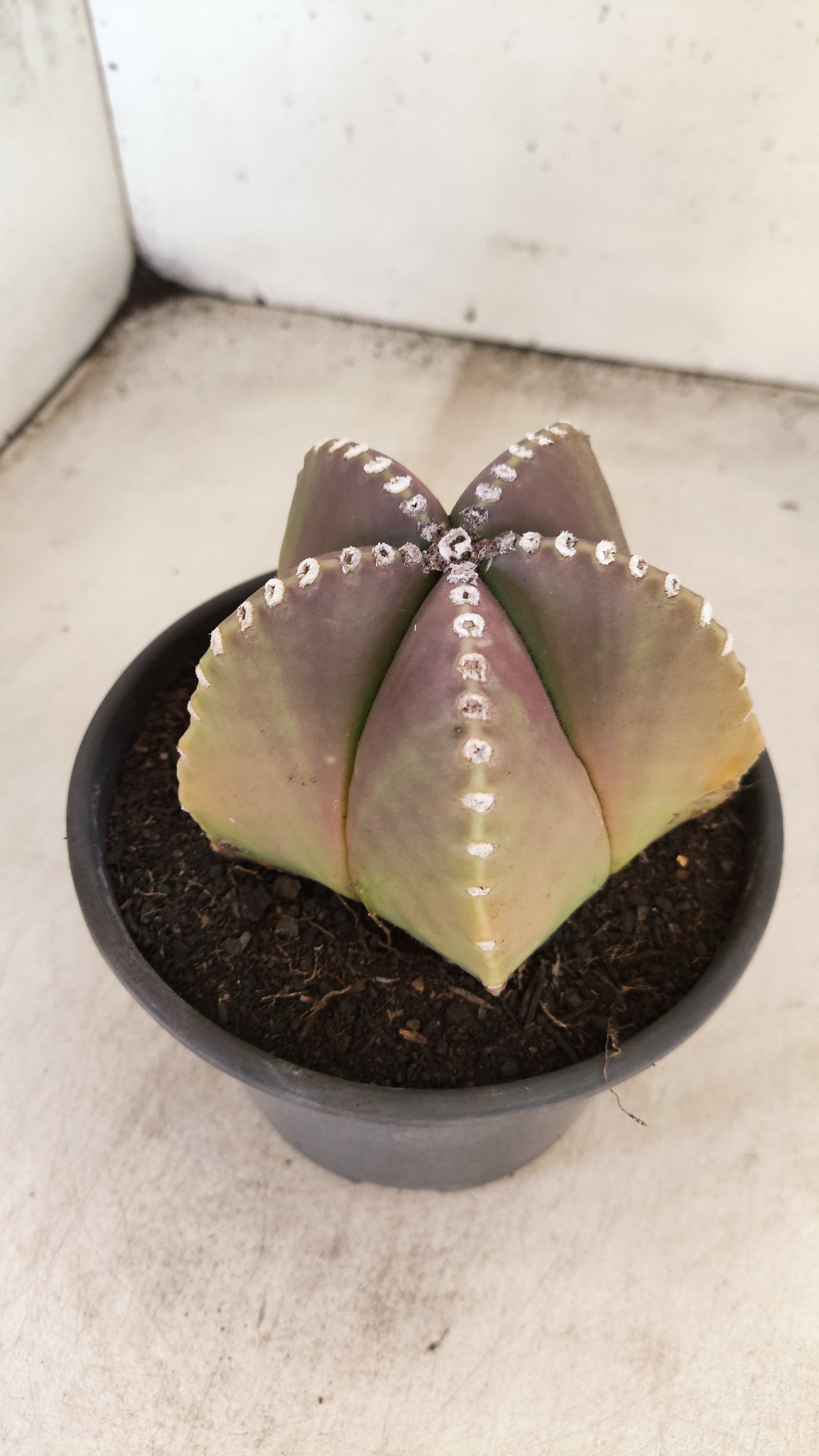 ASTROPHYTUM MYRIOSTIGMA  Nº 161 – vaso 15