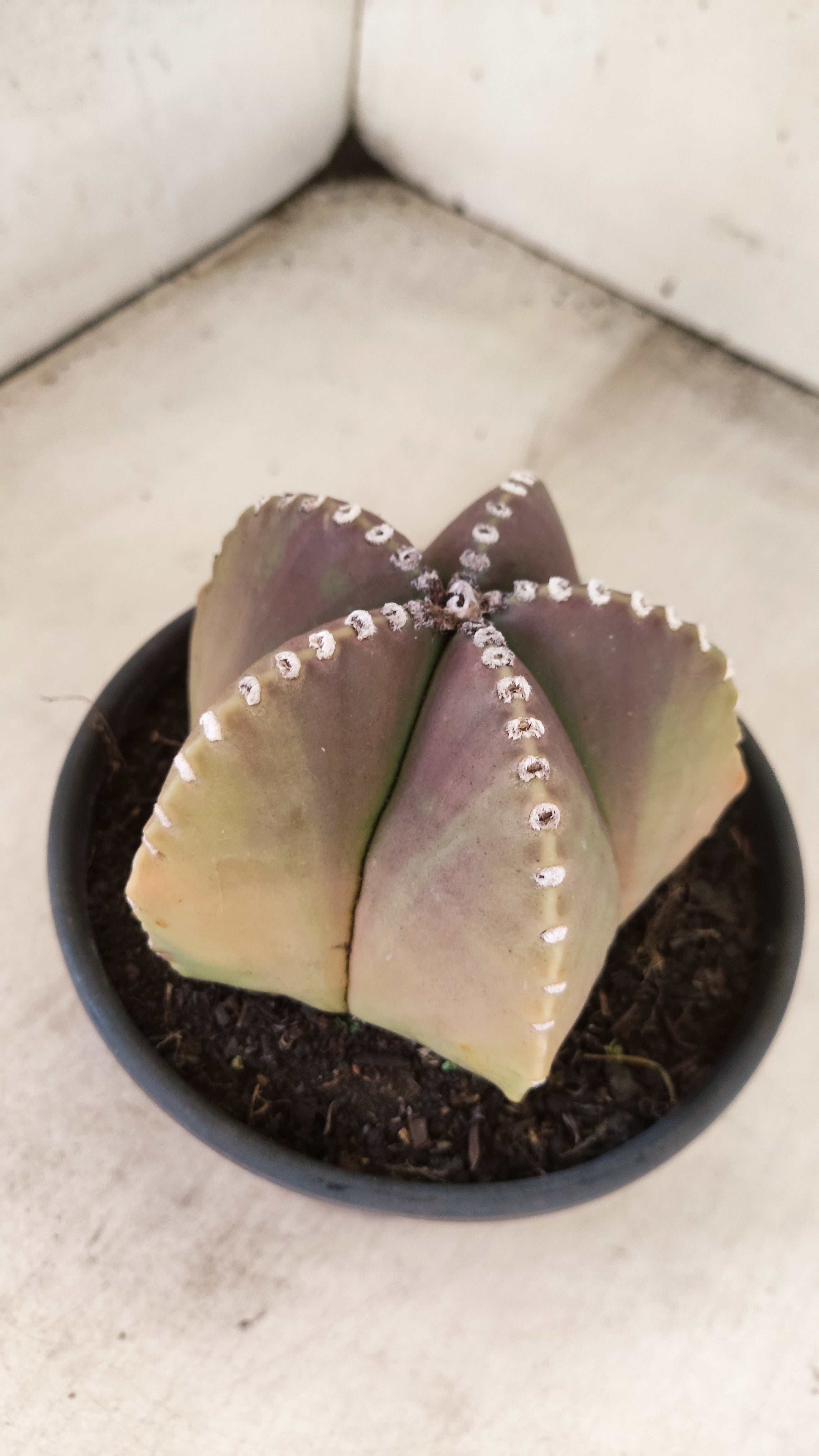ASTROPHYTUM MYRIOSTIGMA  Nº 161 – vaso 15