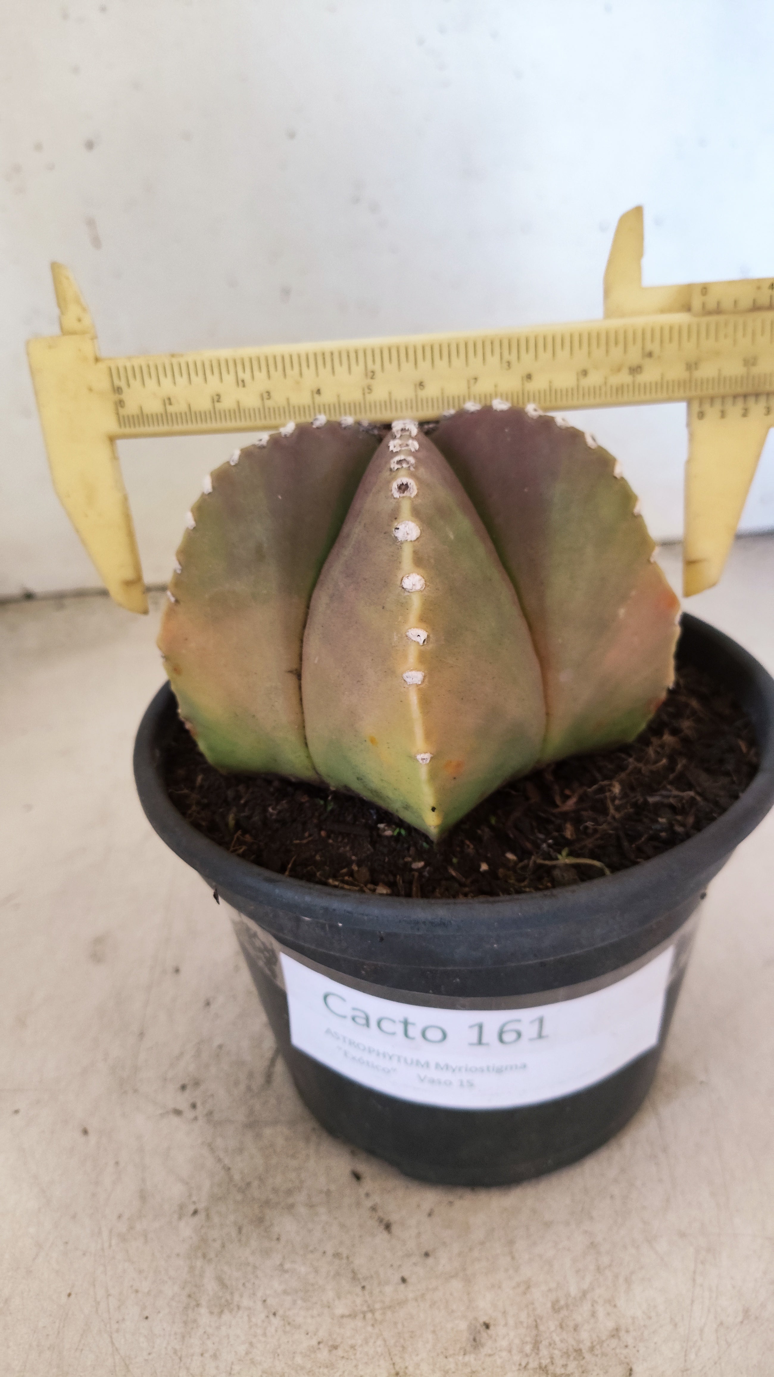 ASTROPHYTUM MYRIOSTIGMA  Nº 161 – vaso 15