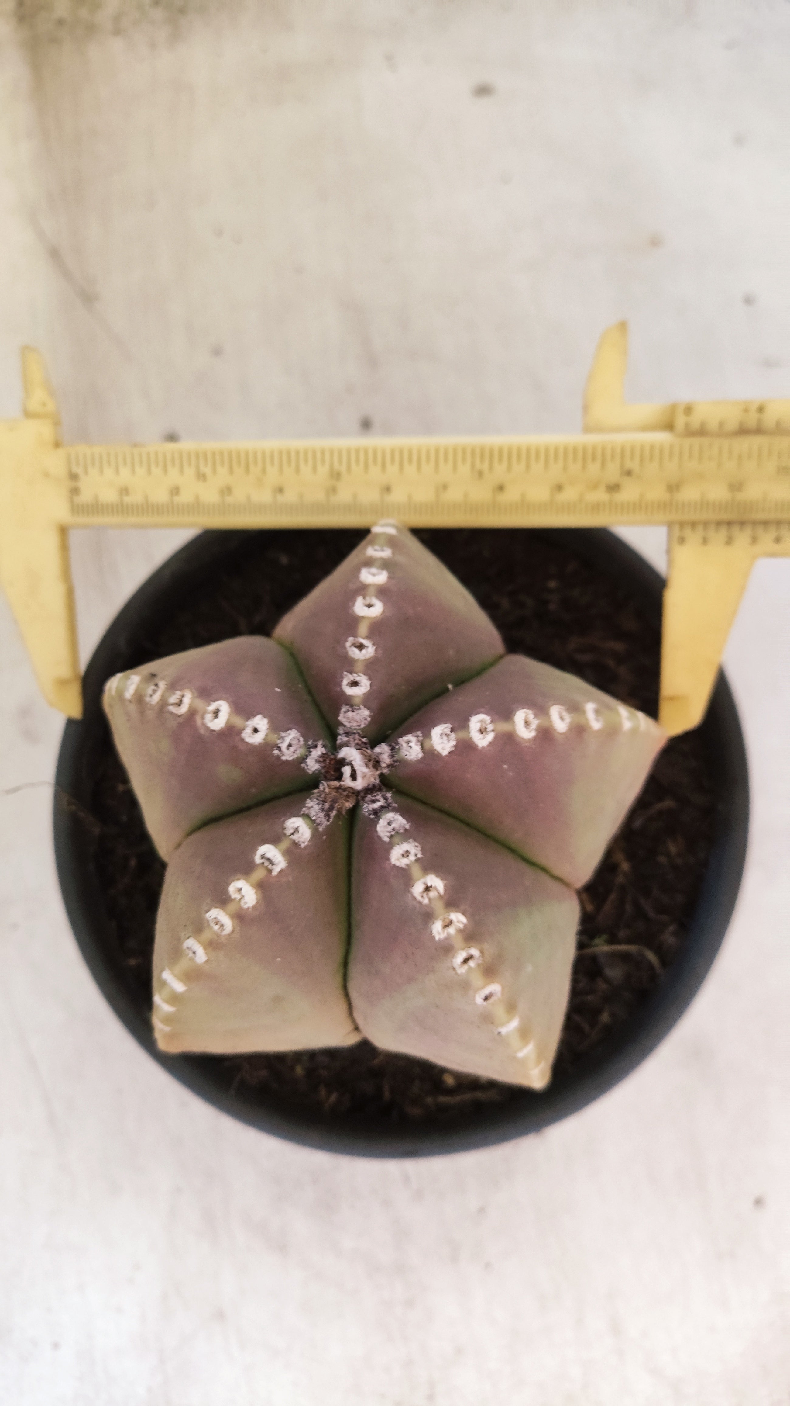 ASTROPHYTUM MYRIOSTIGMA  Nº 161 – vaso 15