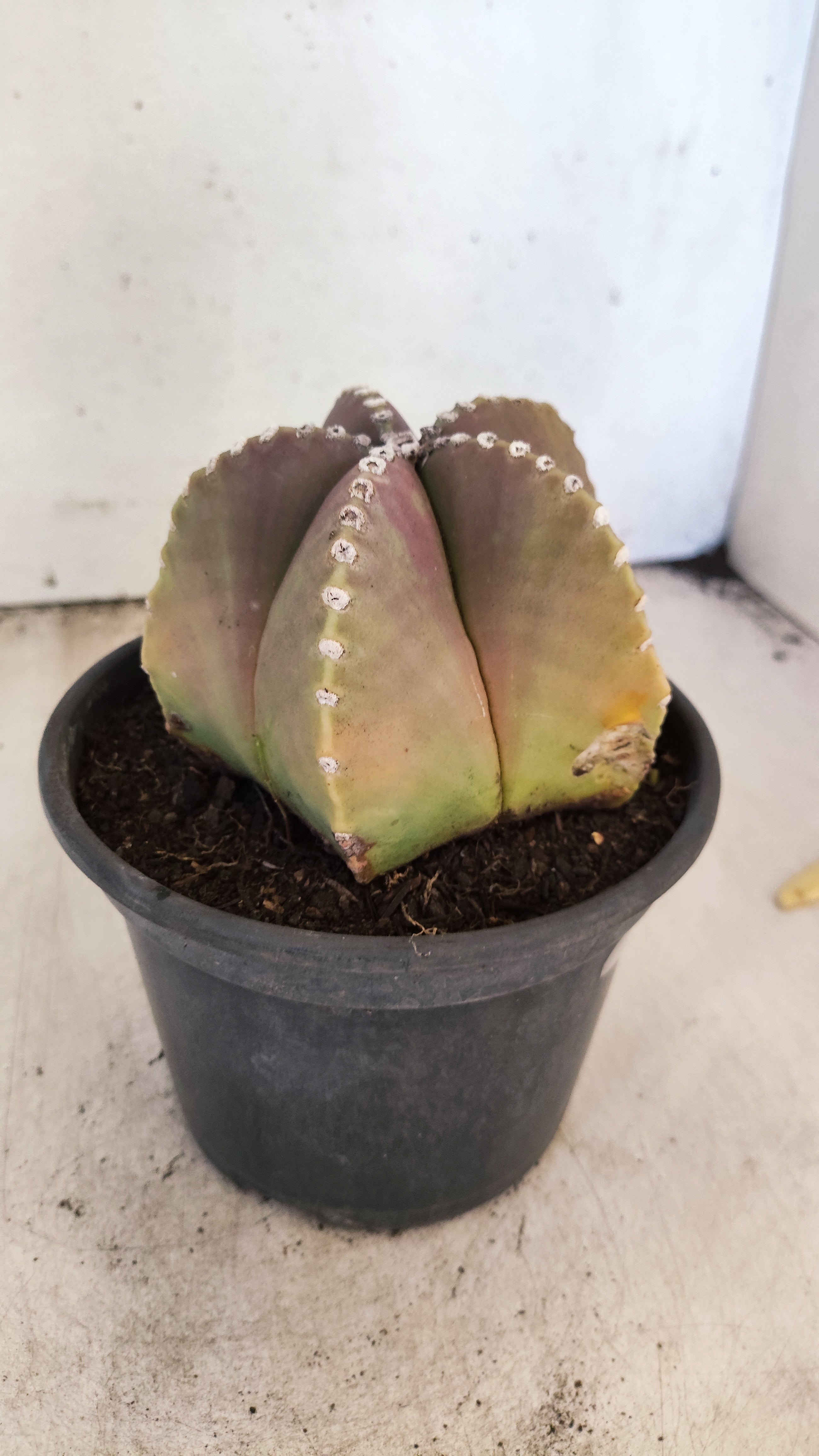 ASTROPHYTUM MYRIOSTIGMA  Nº 161 – vaso 15