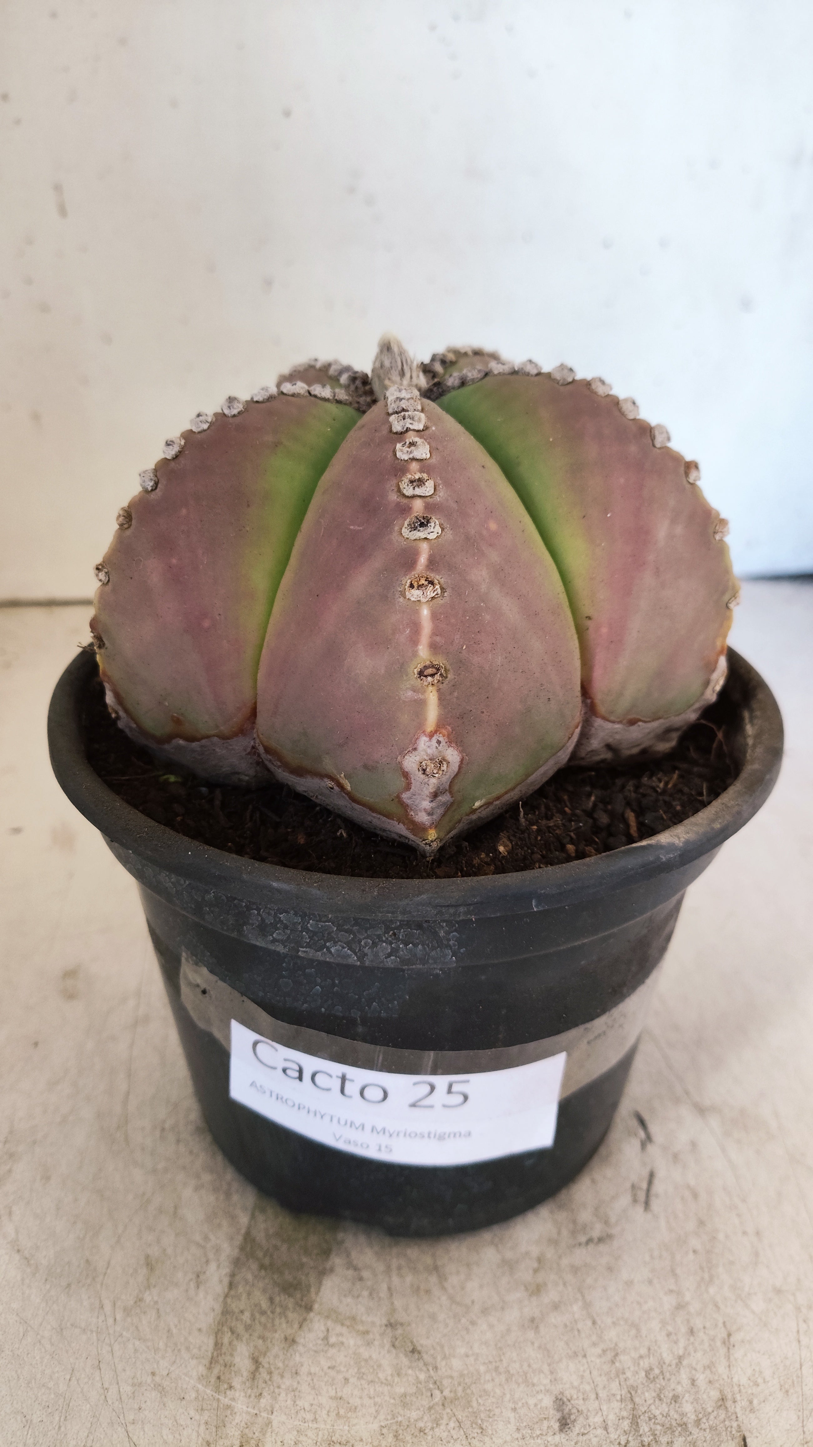 ASTROPHYTUM MYRIOSTIGMA  Nº 25 – vaso 15