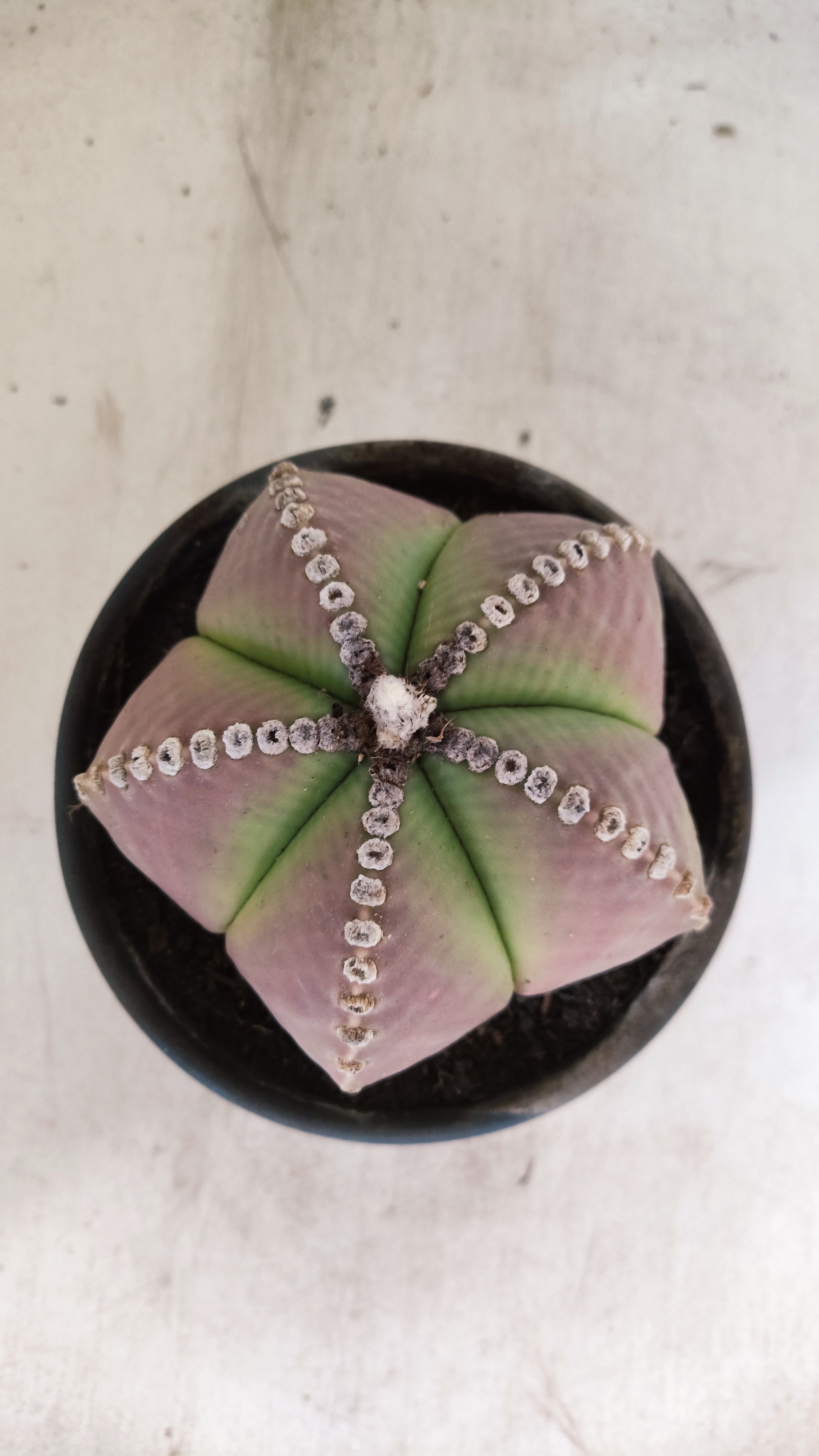 ASTROPHYTUM MYRIOSTIGMA  Nº 25 – vaso 15