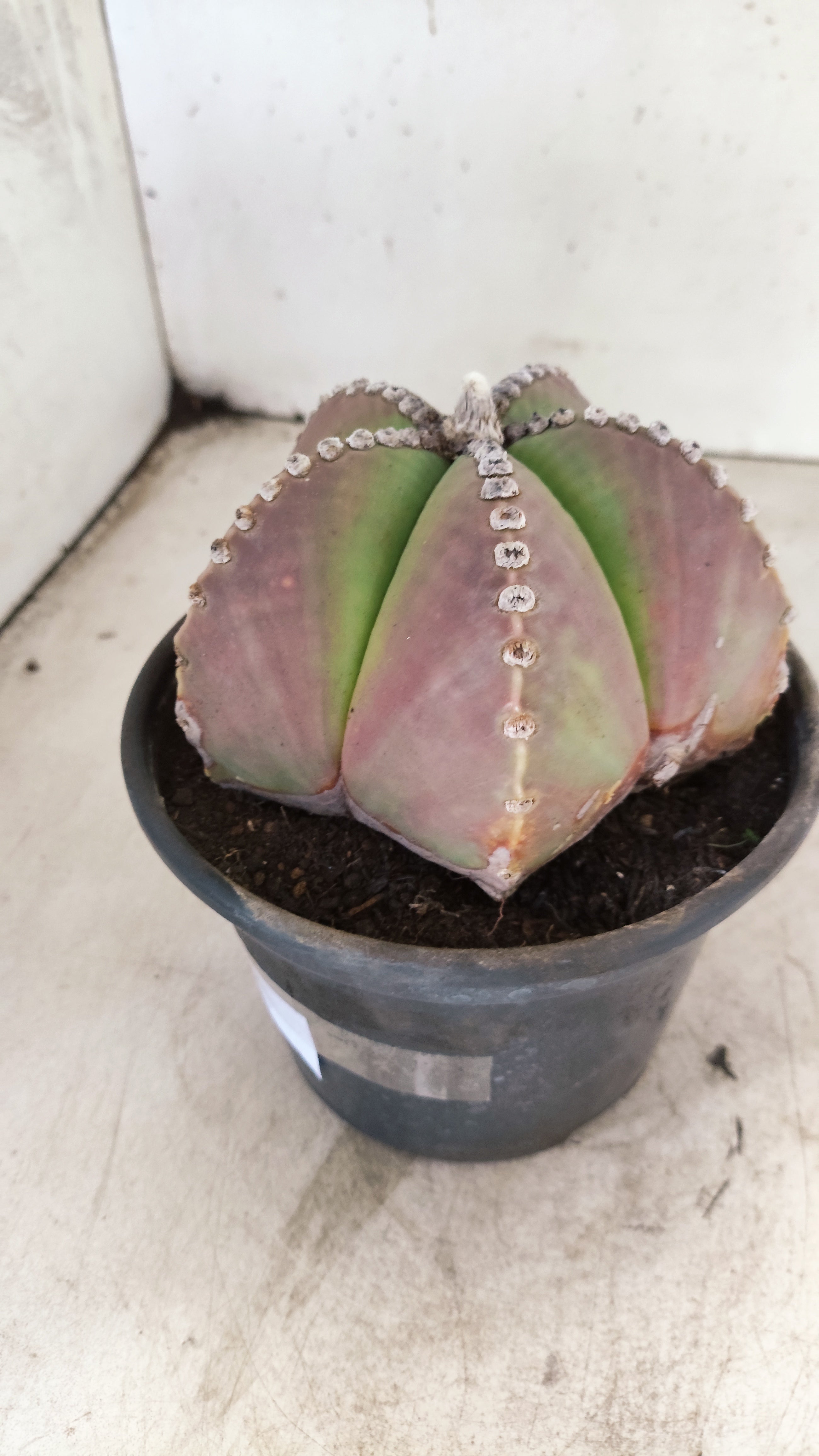 ASTROPHYTUM MYRIOSTIGMA  Nº 25 – vaso 15