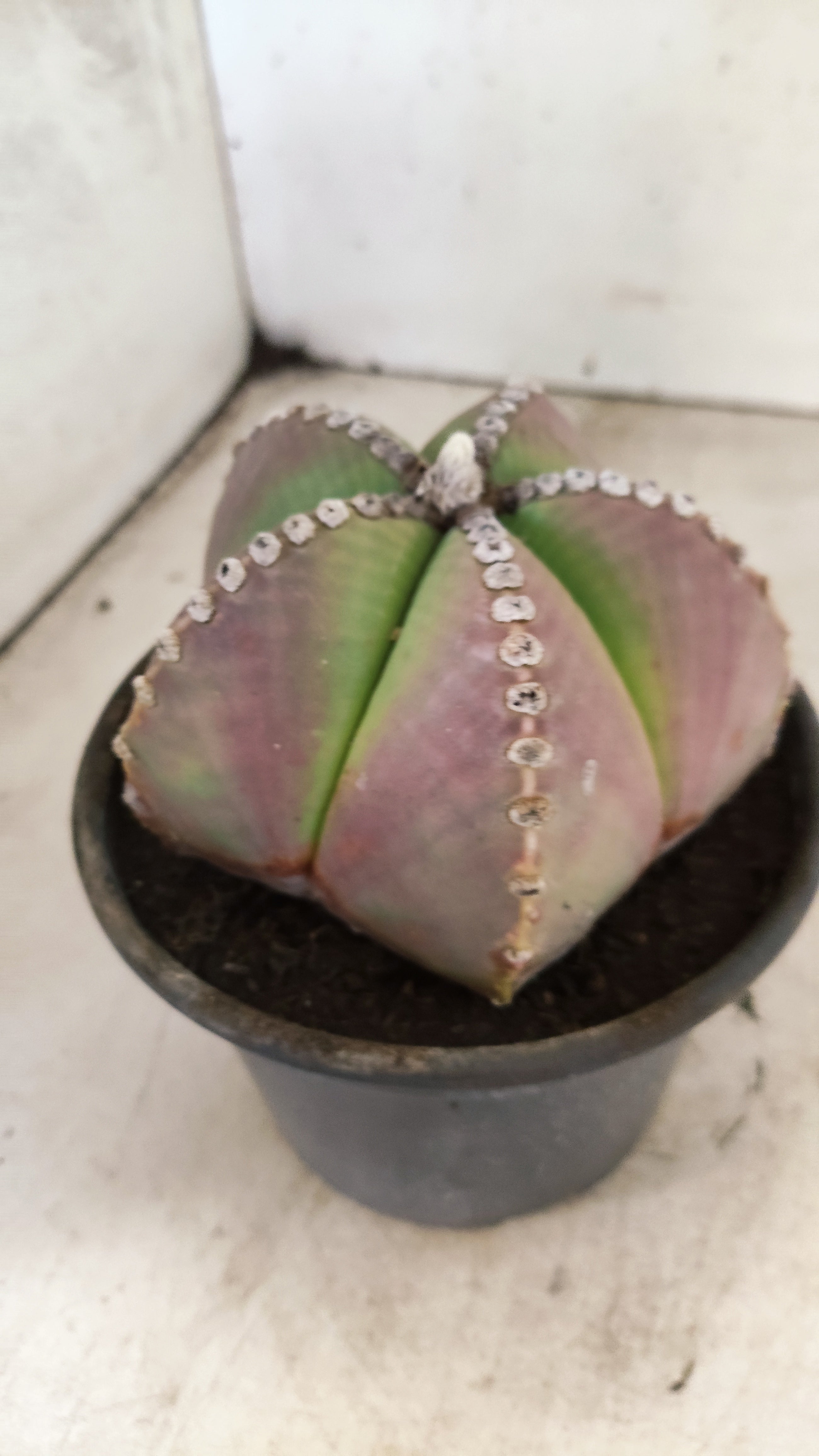 ASTROPHYTUM MYRIOSTIGMA  Nº 25 – vaso 15