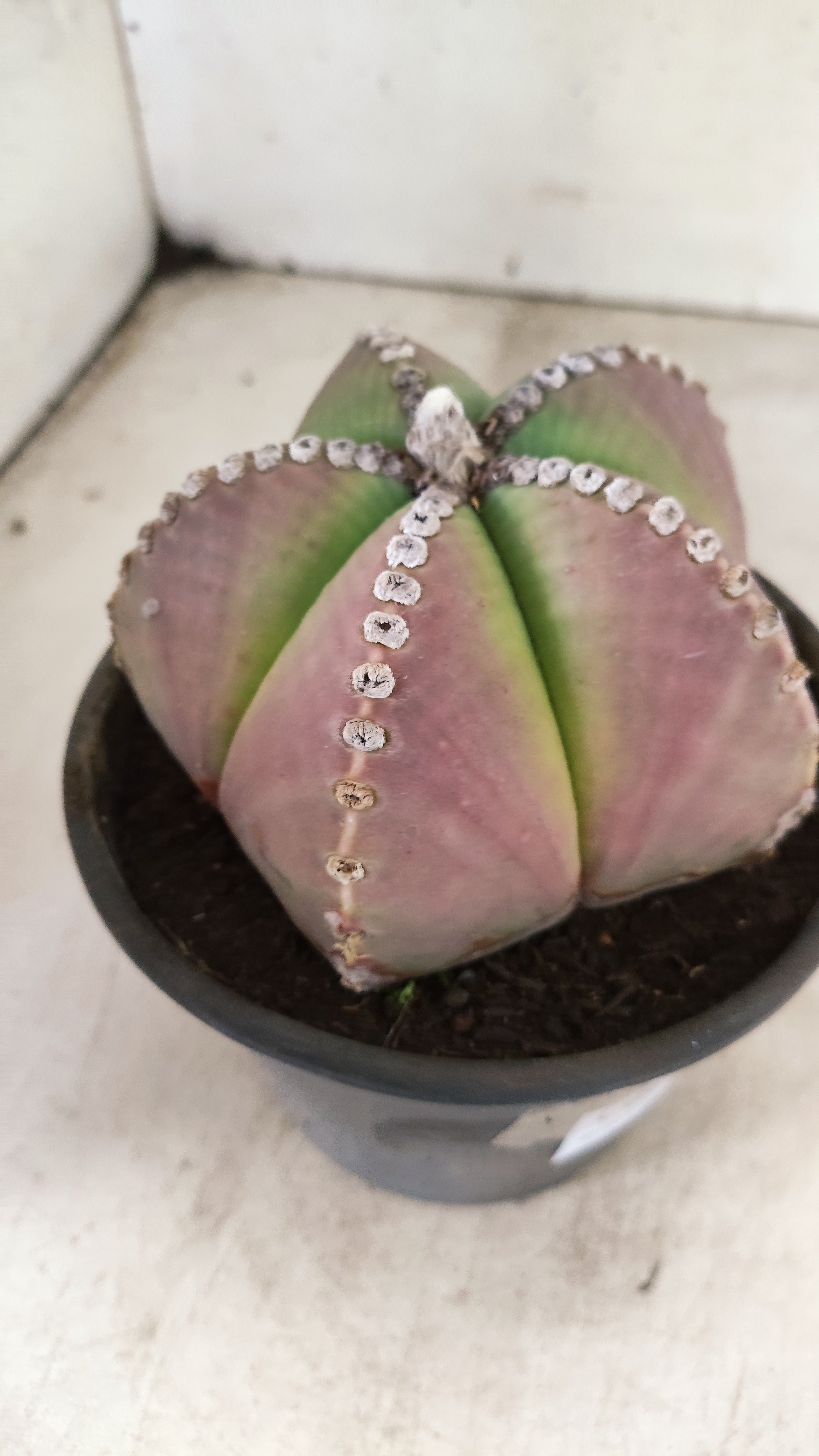 ASTROPHYTUM MYRIOSTIGMA  Nº 25 – vaso 15