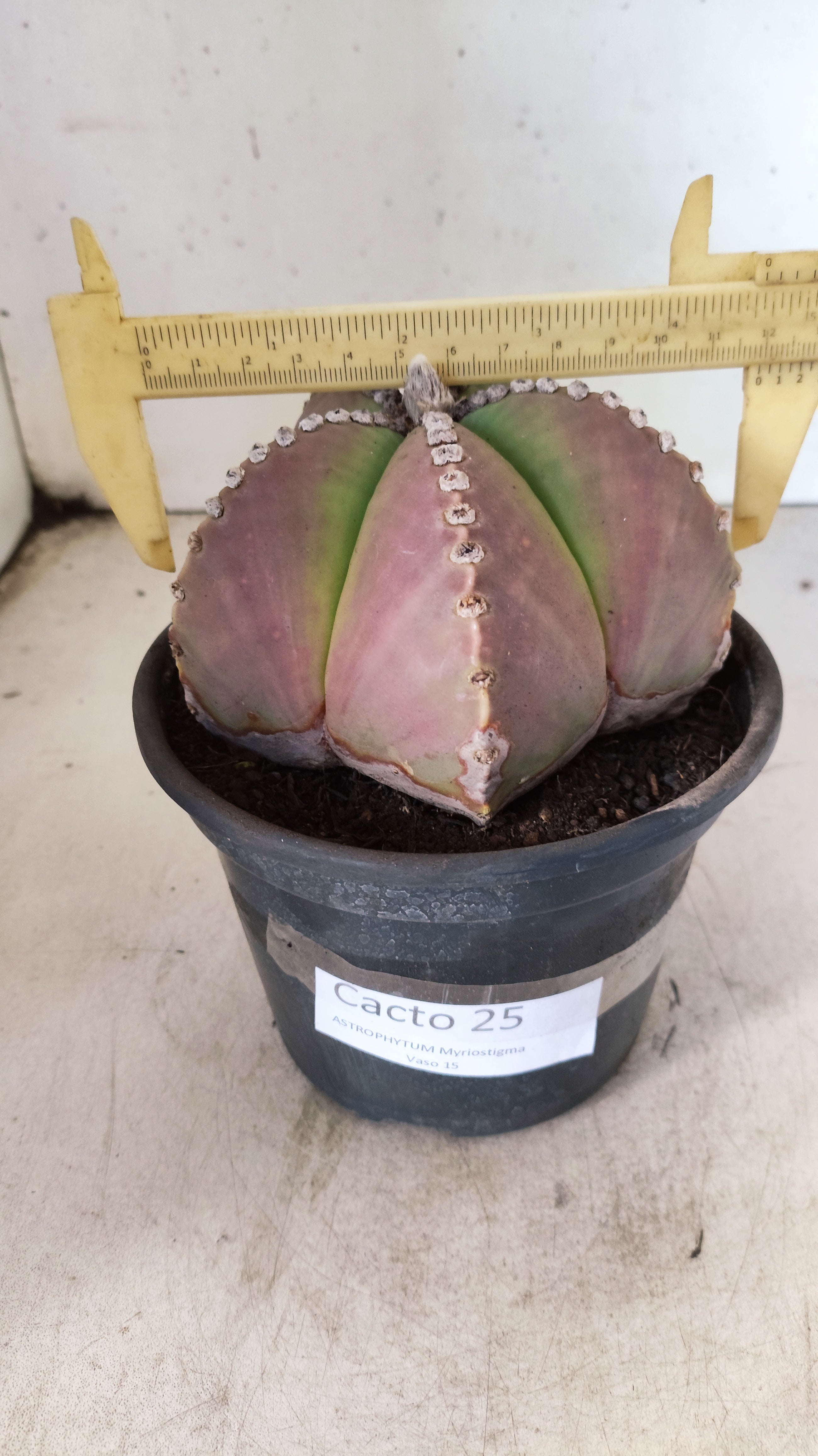 ASTROPHYTUM MYRIOSTIGMA  Nº 25 – vaso 15