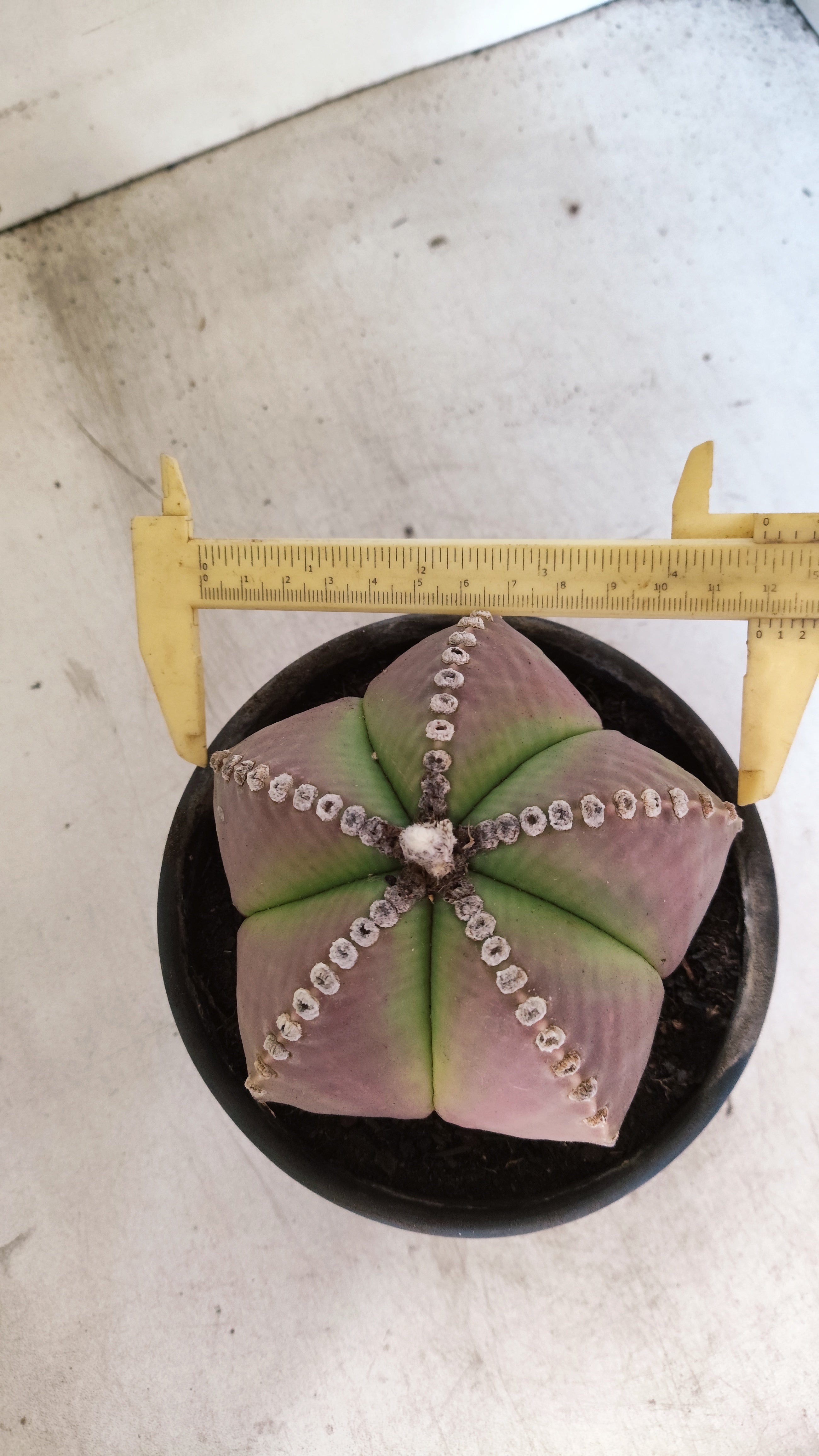 ASTROPHYTUM MYRIOSTIGMA  Nº 25 – vaso 15