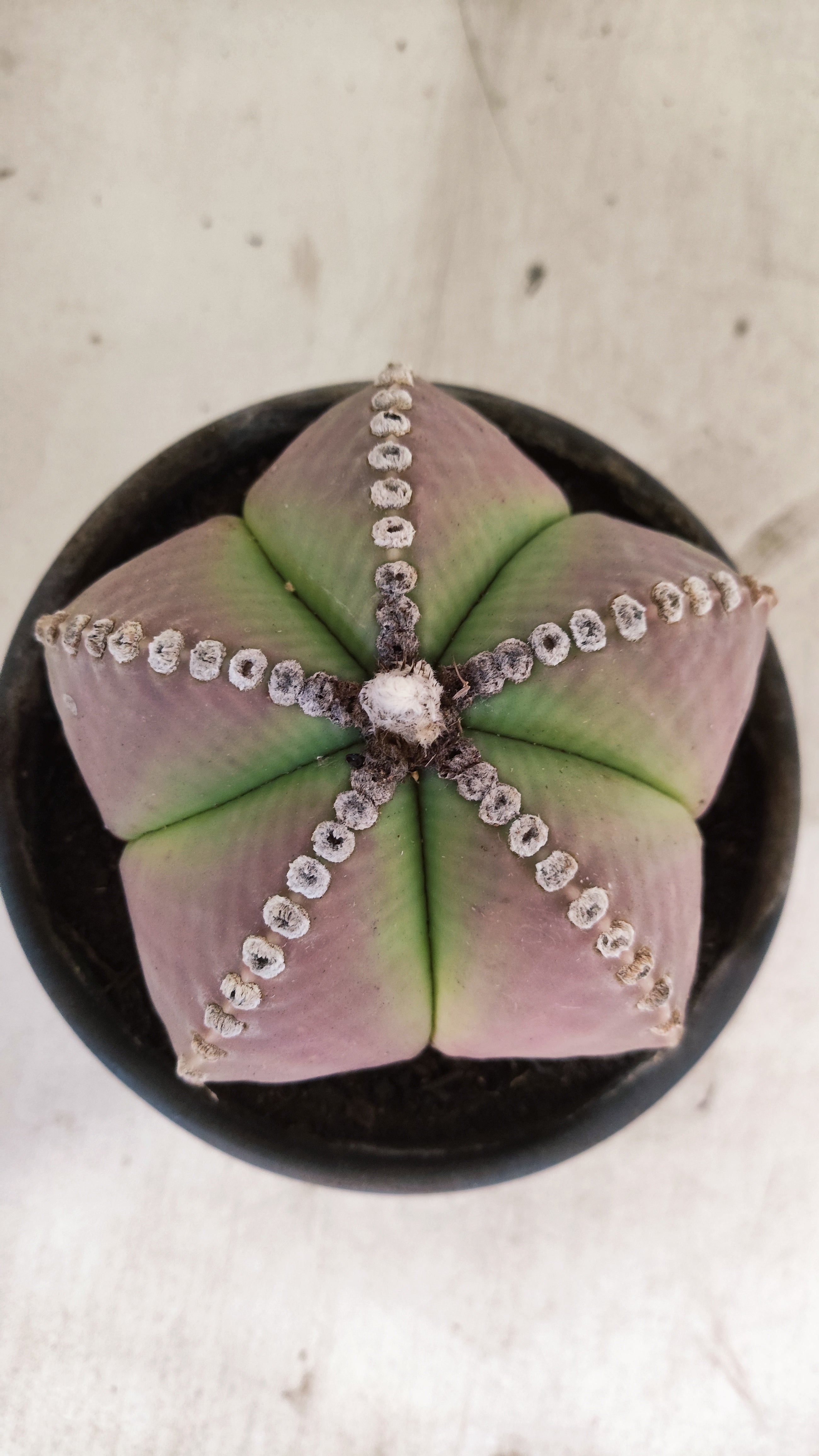 ASTROPHYTUM MYRIOSTIGMA  Nº 25 – vaso 15