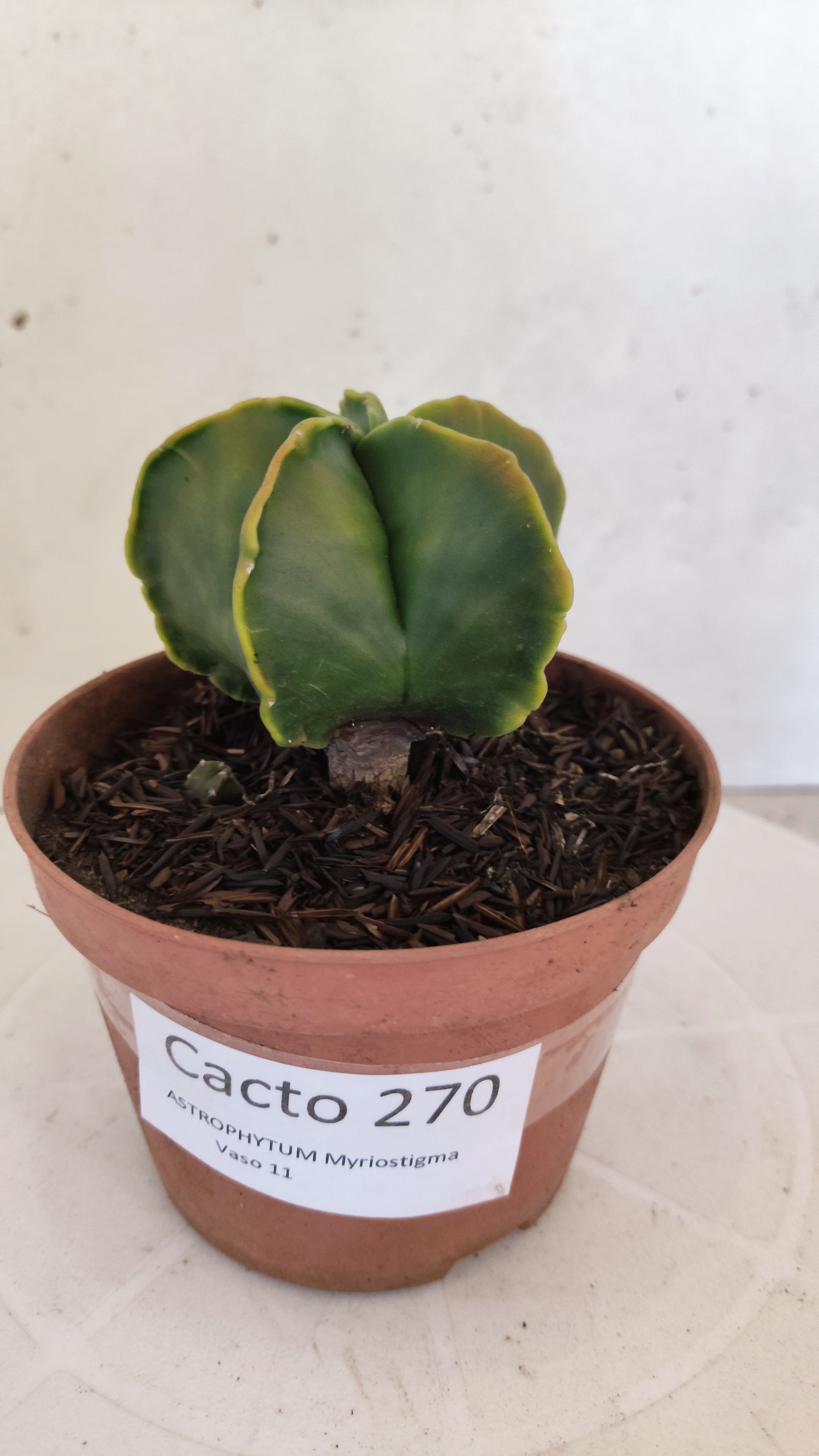 MATRIZ ASTROPHYTUM Myriostigma "Variegata"  Nº  270 – vaso 11