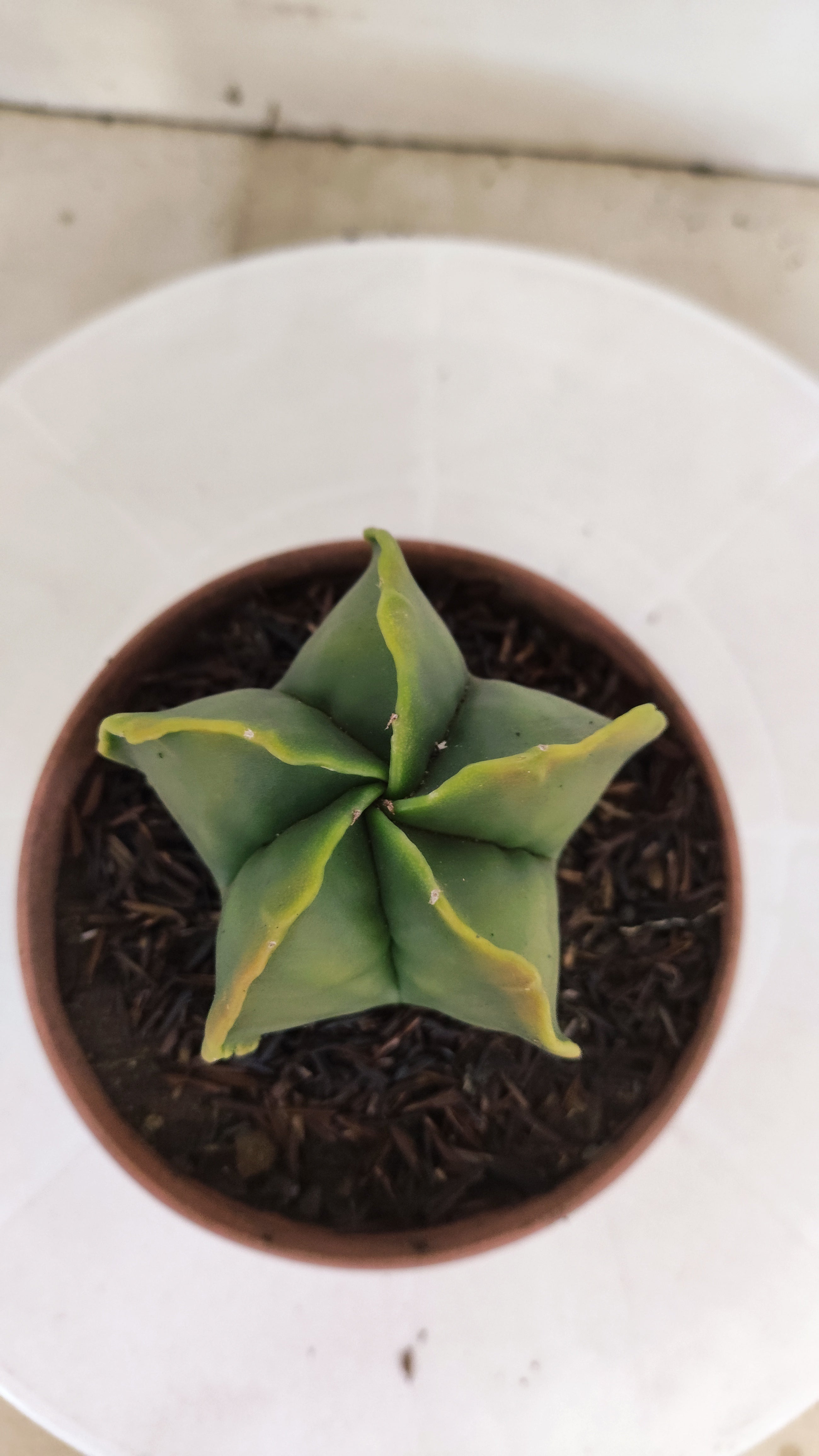 MATRIZ ASTROPHYTUM Myriostigma "Variegata"  Nº  270 – vaso 11