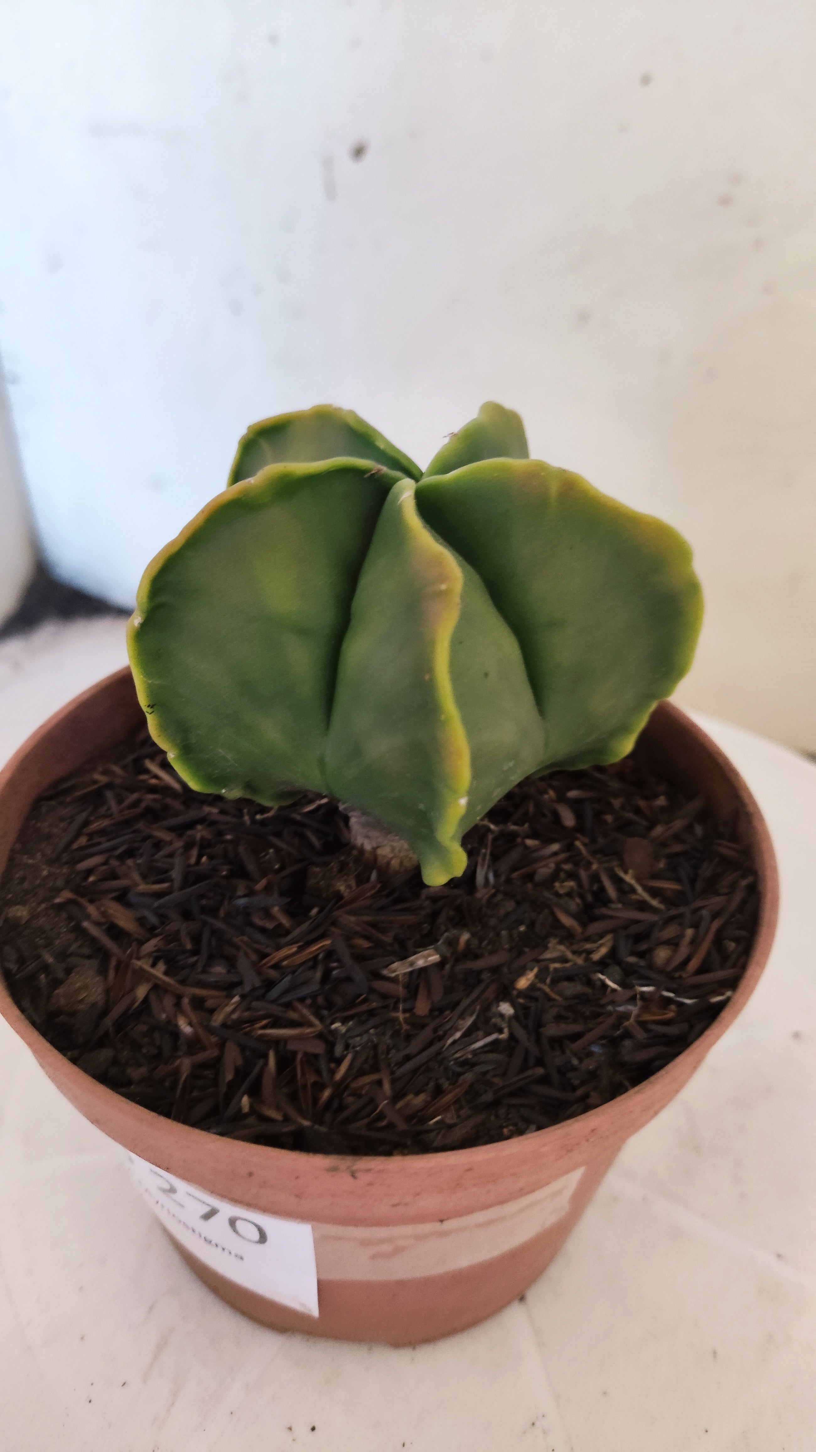 MATRIZ ASTROPHYTUM Myriostigma "Variegata"  Nº  270 – vaso 11