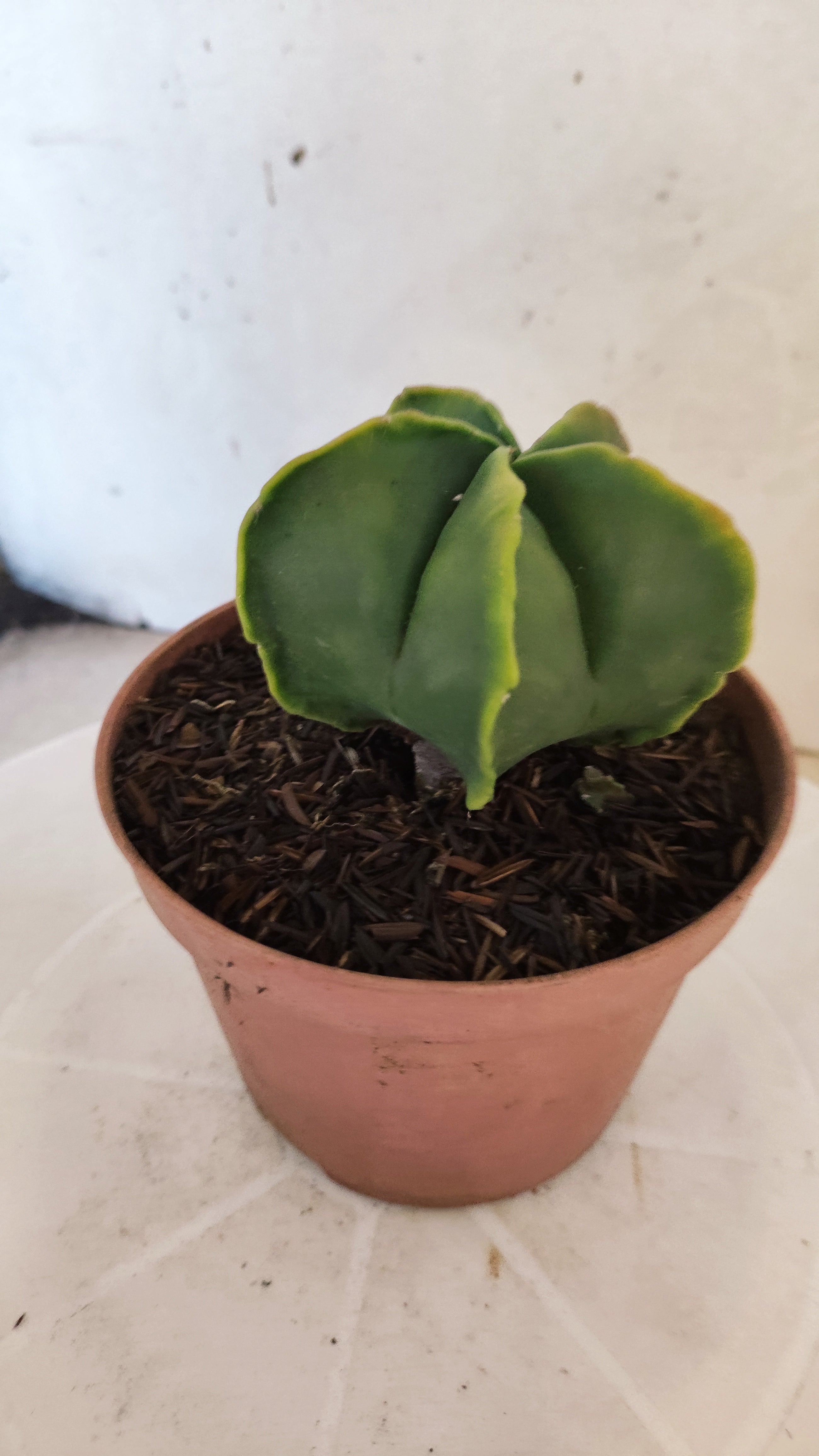 MATRIZ ASTROPHYTUM Myriostigma "Variegata"  Nº  270 – vaso 11