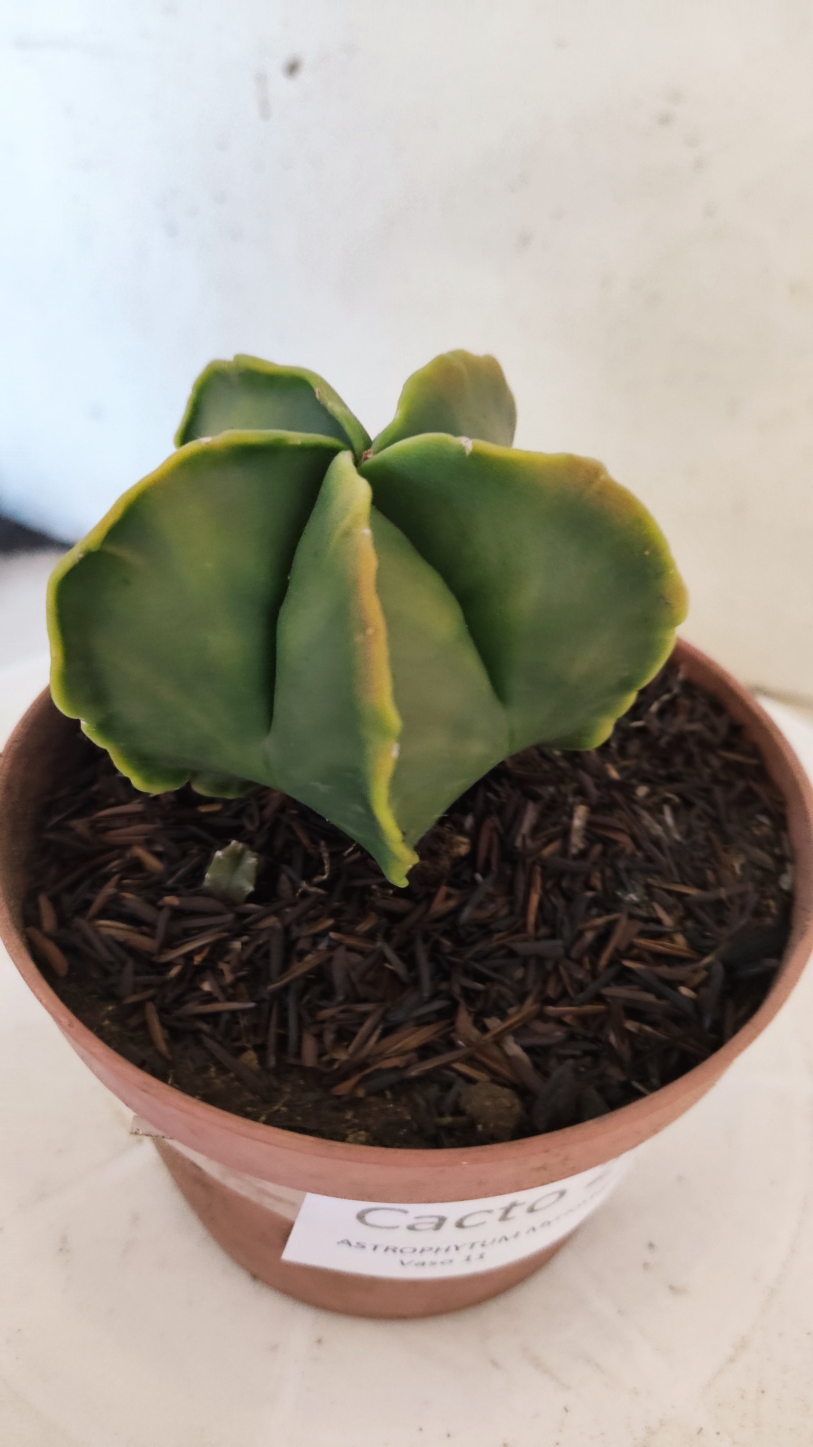 MATRIZ ASTROPHYTUM Myriostigma "Variegata"  Nº  270 – vaso 11