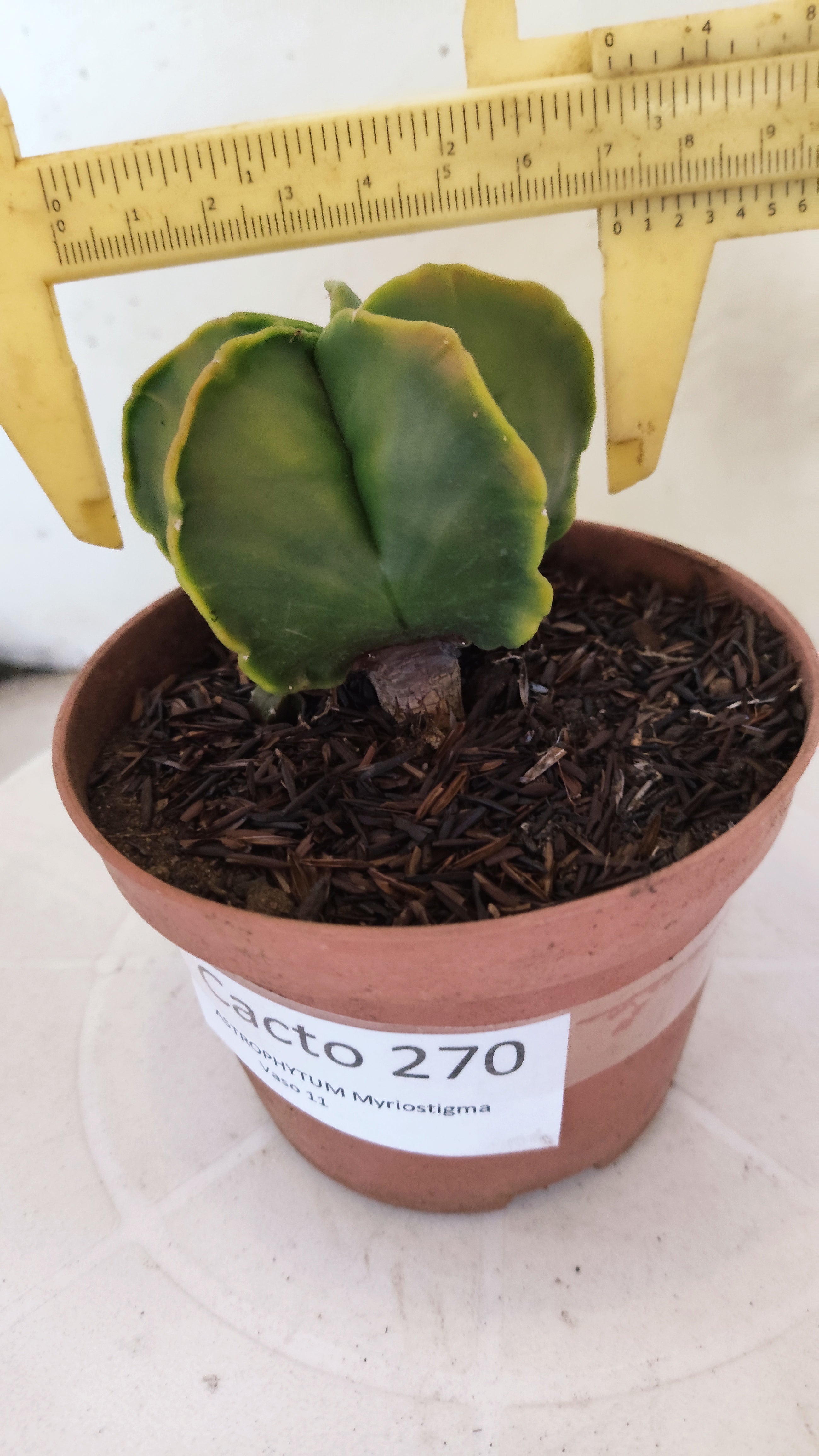 MATRIZ ASTROPHYTUM Myriostigma "Variegata"  Nº  270 – vaso 11