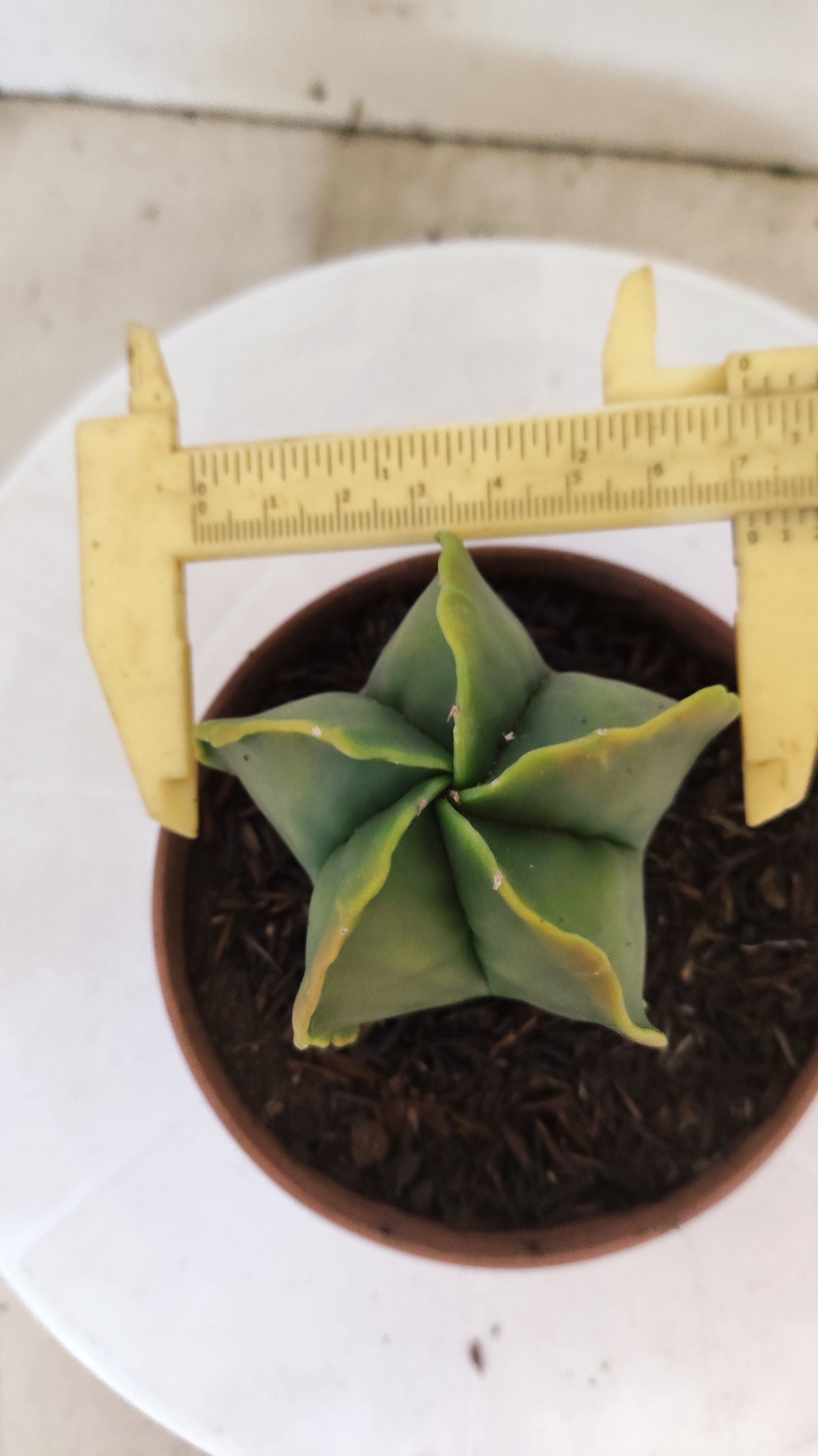 MATRIZ ASTROPHYTUM Myriostigma "Variegata"  Nº  270 – vaso 11