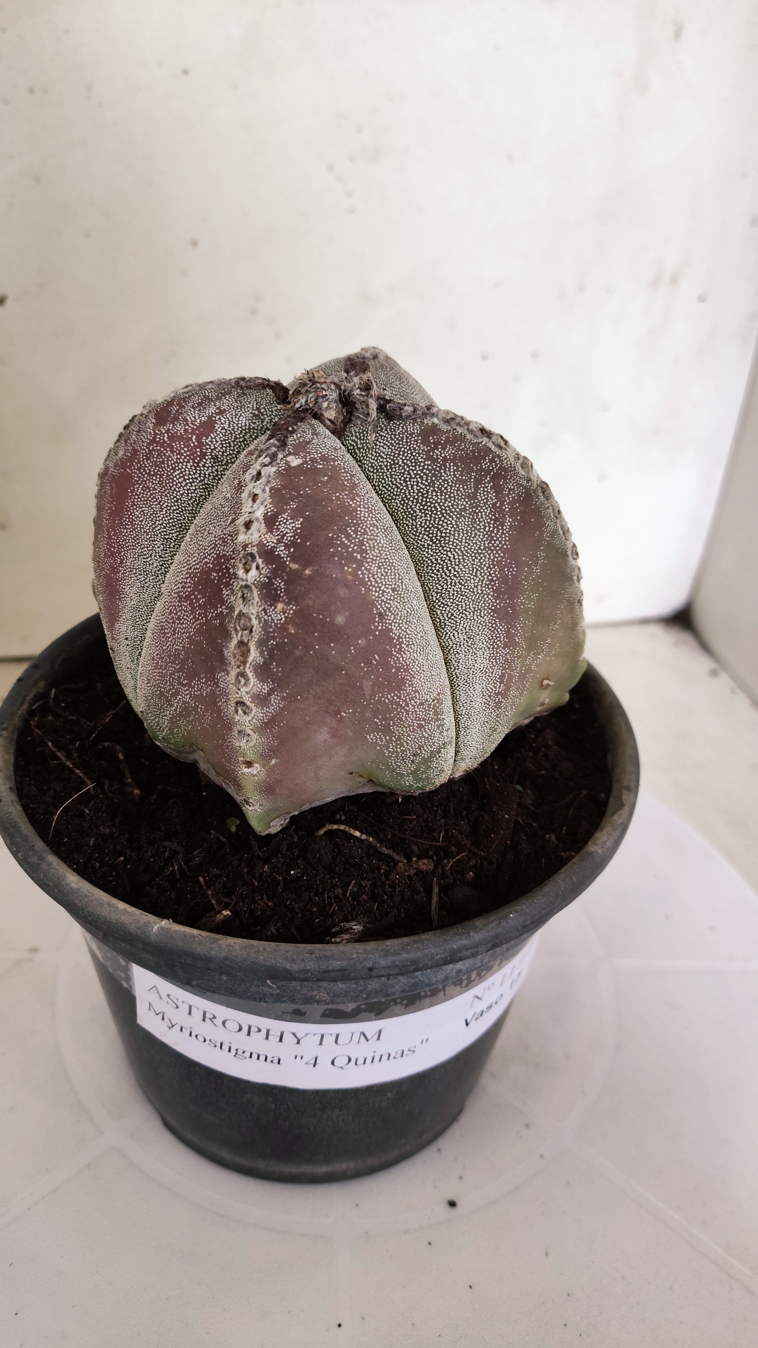 ASTROPHYTUM MYRIOSTIGMA "4 Quinas"  Nº 1177 – vaso 15