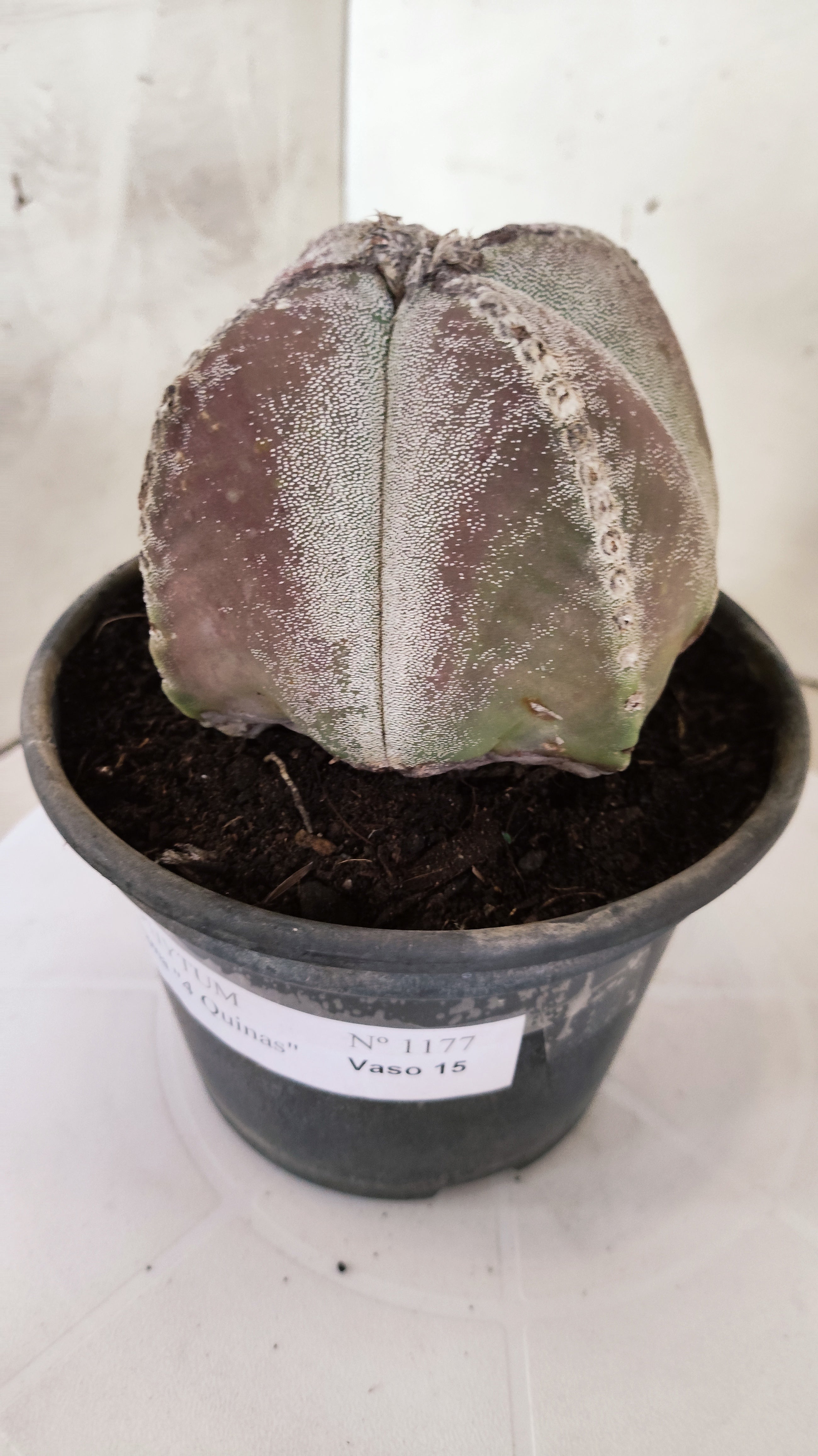 ASTROPHYTUM MYRIOSTIGMA "4 Quinas"  Nº 1177 – vaso 15