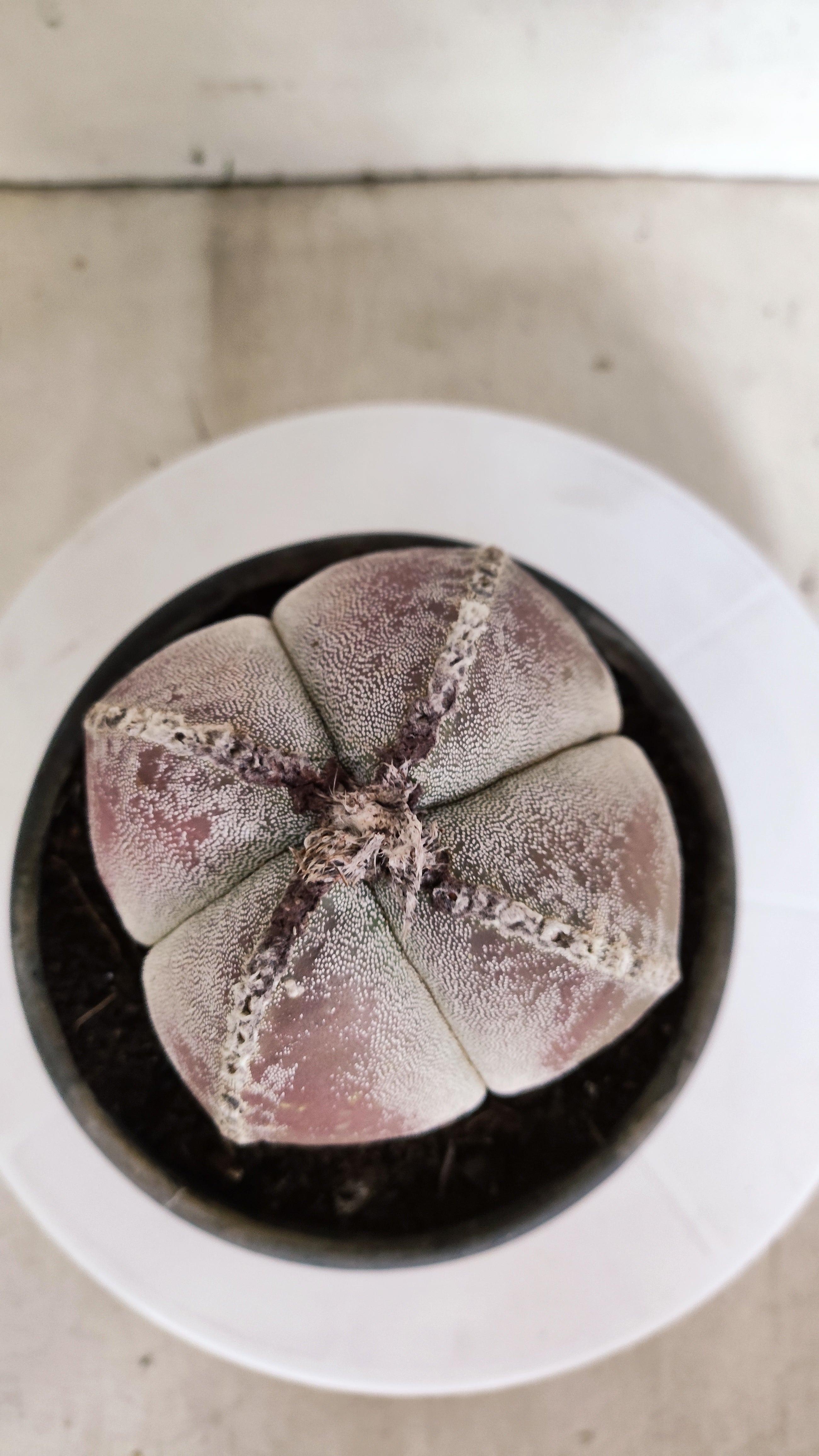 ASTROPHYTUM MYRIOSTIGMA "4 Quinas"  Nº 1177 – vaso 15