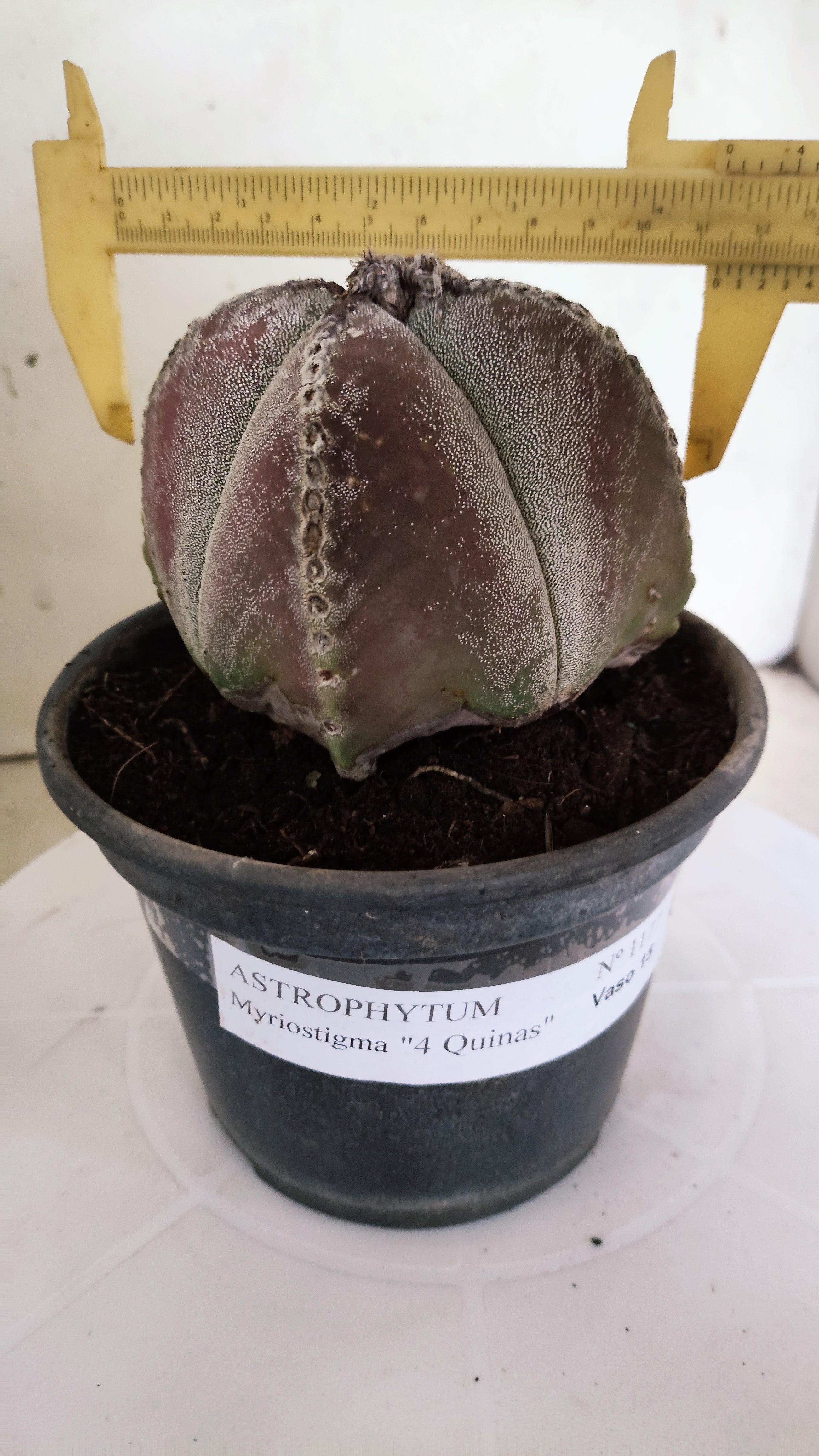 ASTROPHYTUM MYRIOSTIGMA "4 Quinas"  Nº 1177 – vaso 15