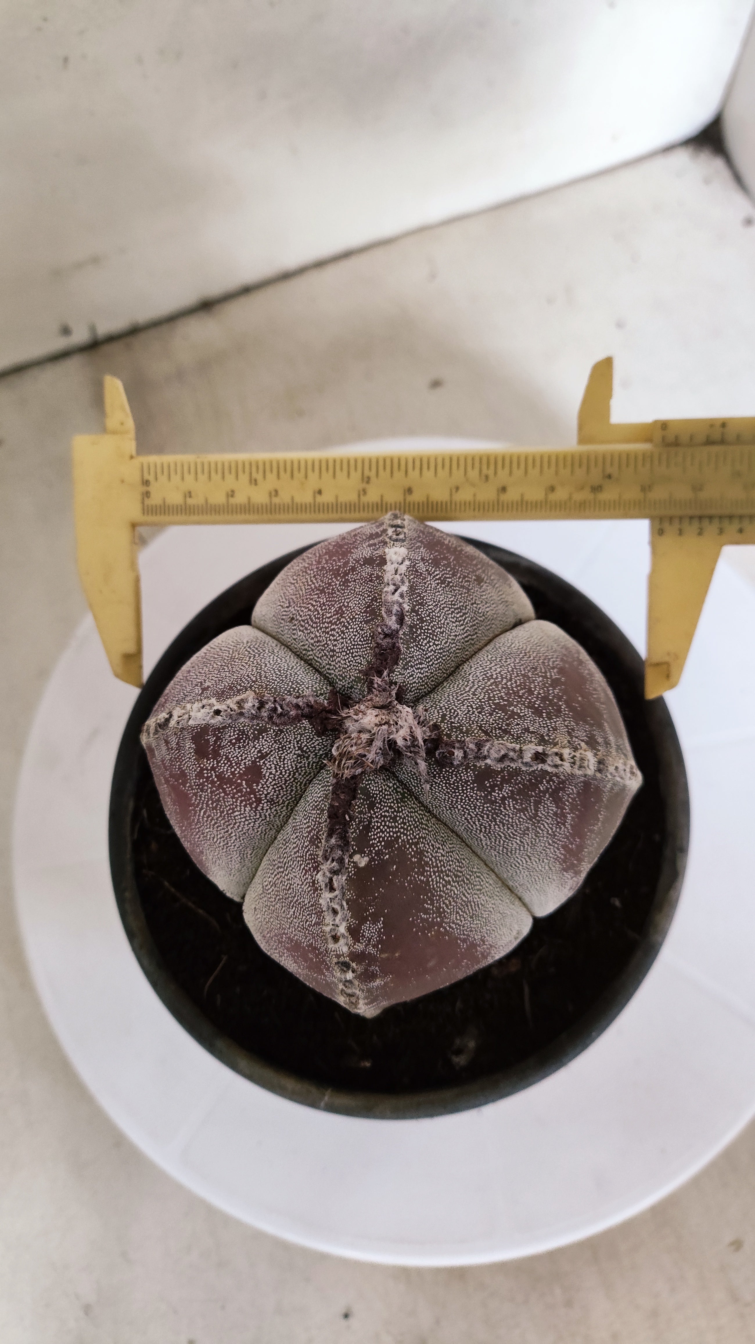 ASTROPHYTUM MYRIOSTIGMA "4 Quinas"  Nº 1177 – vaso 15