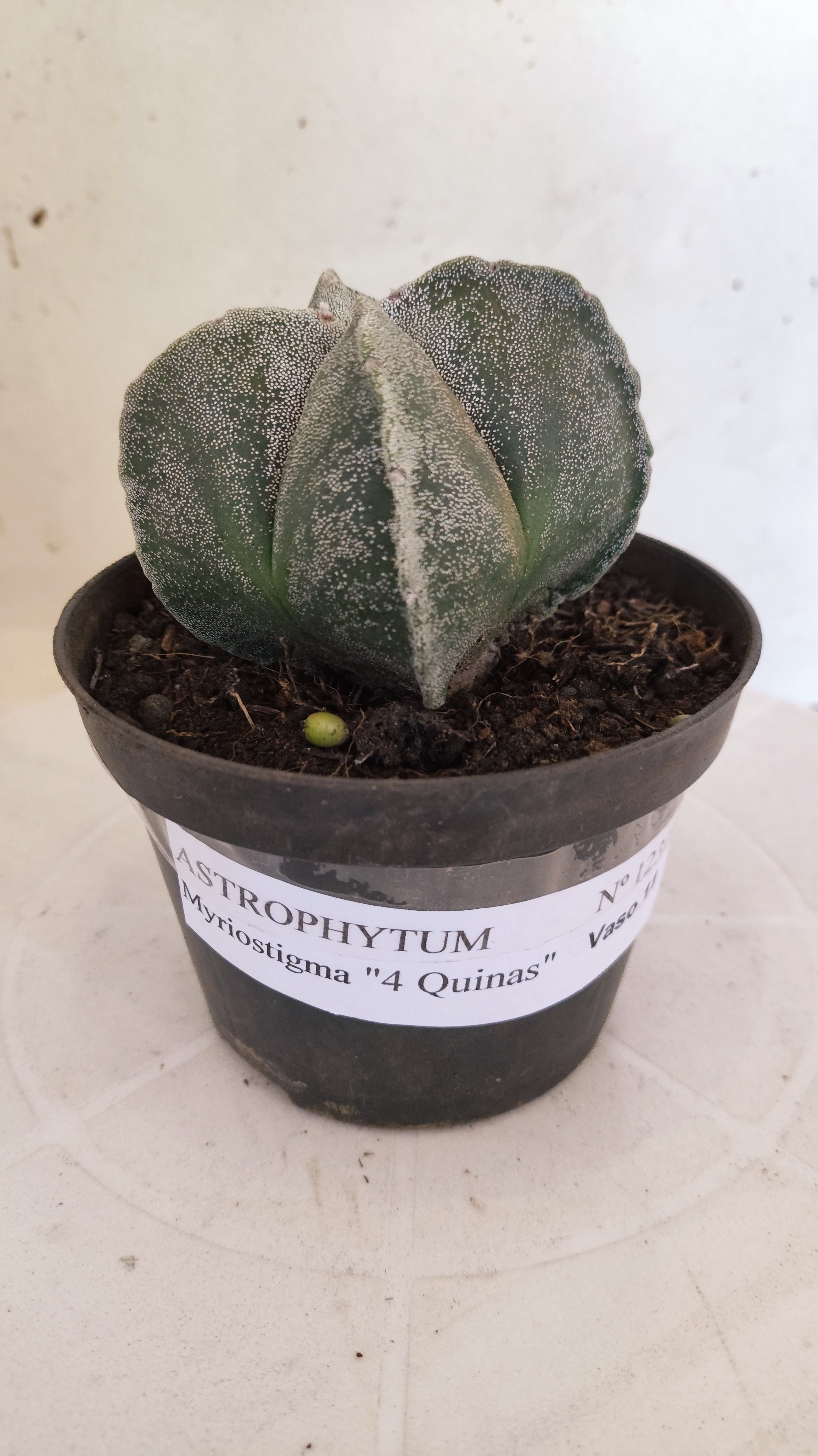 MATRIZ ASTROPHYTUM Myriostigma "4 QUINAS"  Nº  1231 – vaso 11