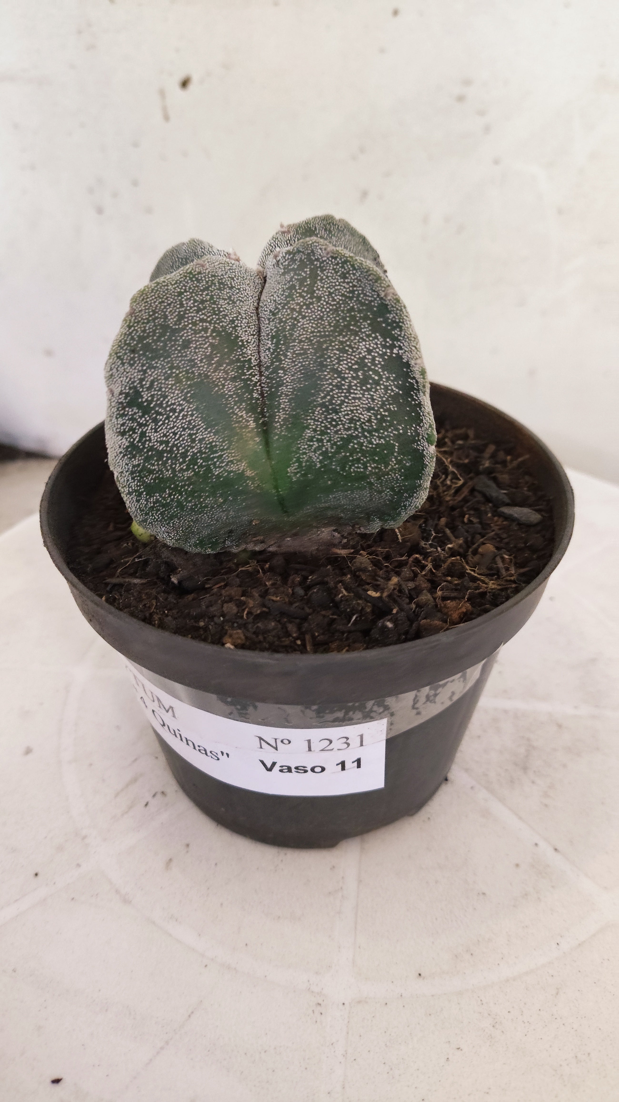 MATRIZ ASTROPHYTUM Myriostigma "4 QUINAS"  Nº  1231 – vaso 11