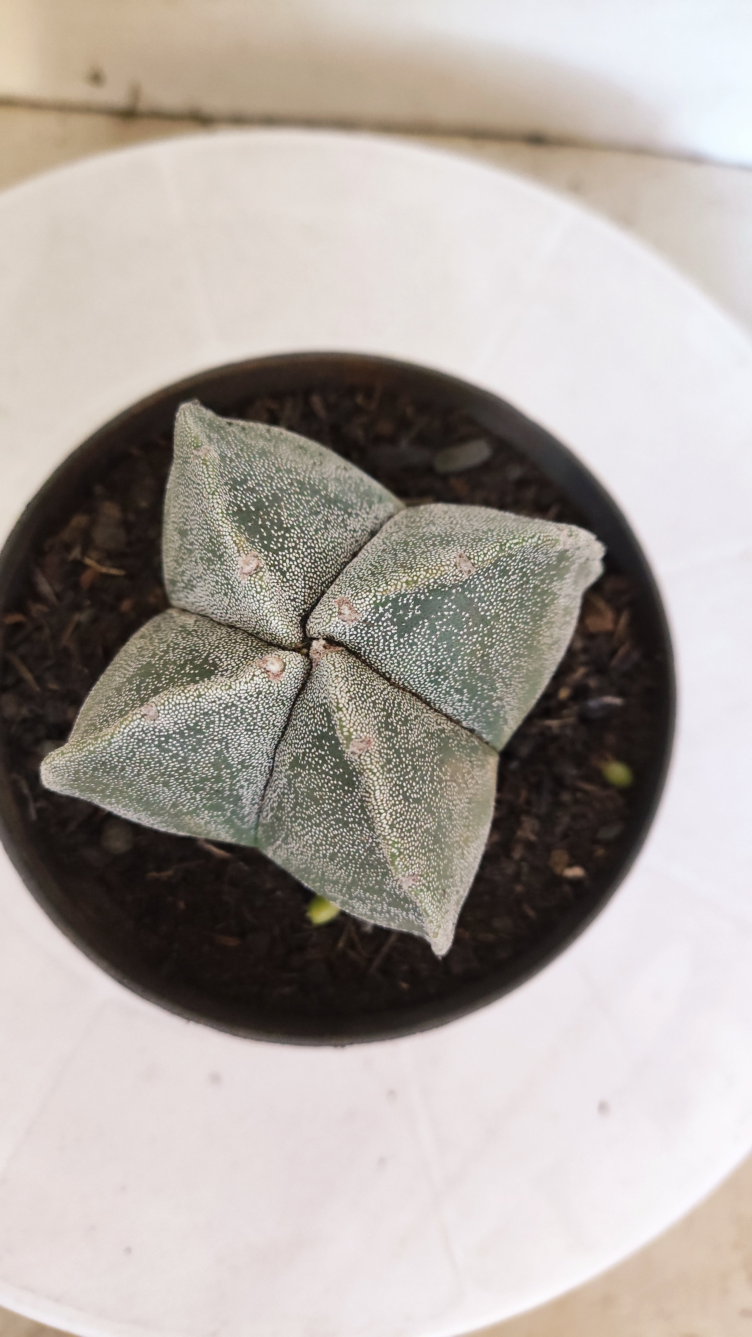 MATRIZ ASTROPHYTUM Myriostigma "4 QUINAS"  Nº  1231 – vaso 11