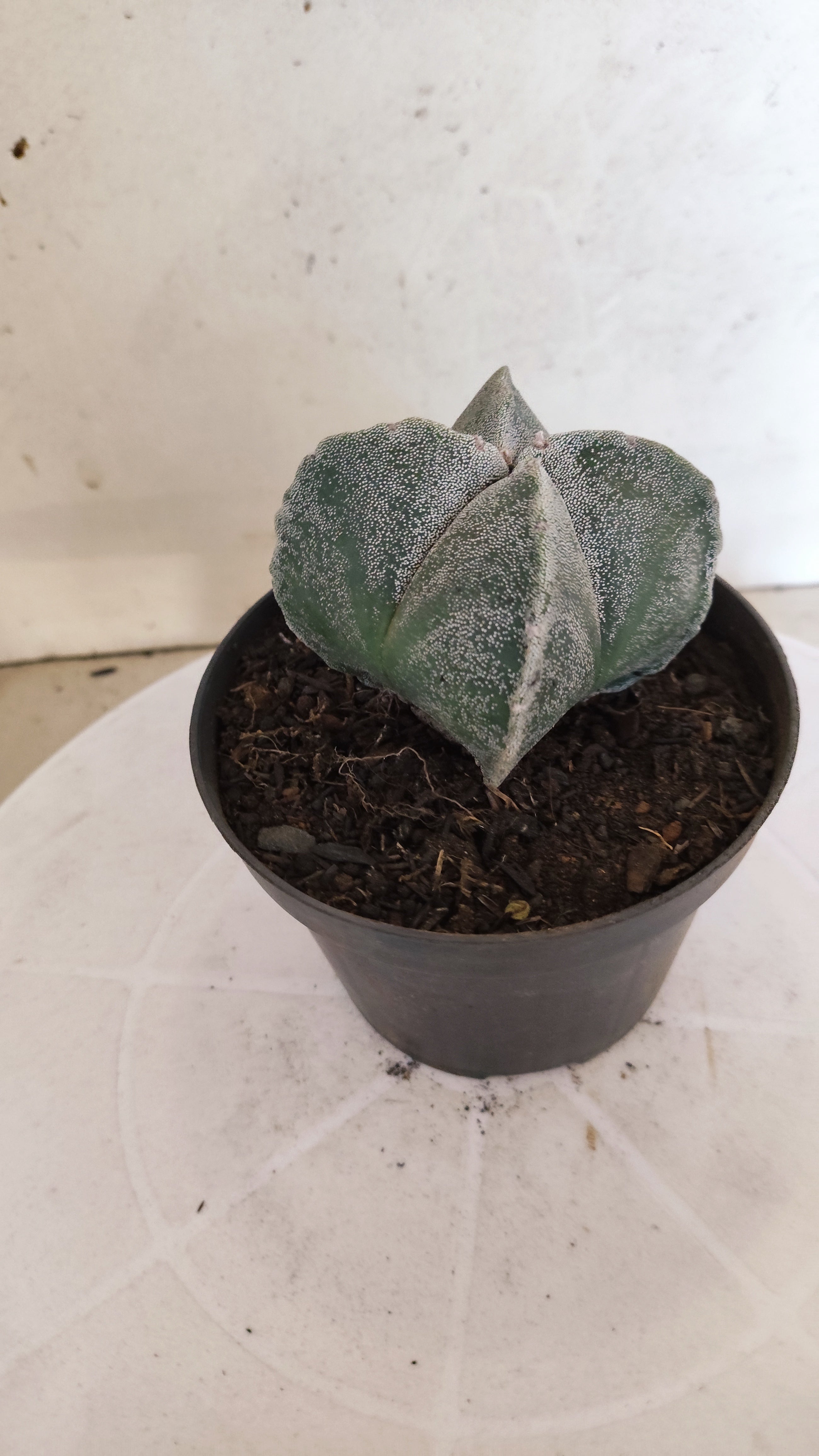 MATRIZ ASTROPHYTUM Myriostigma "4 QUINAS"  Nº  1231 – vaso 11