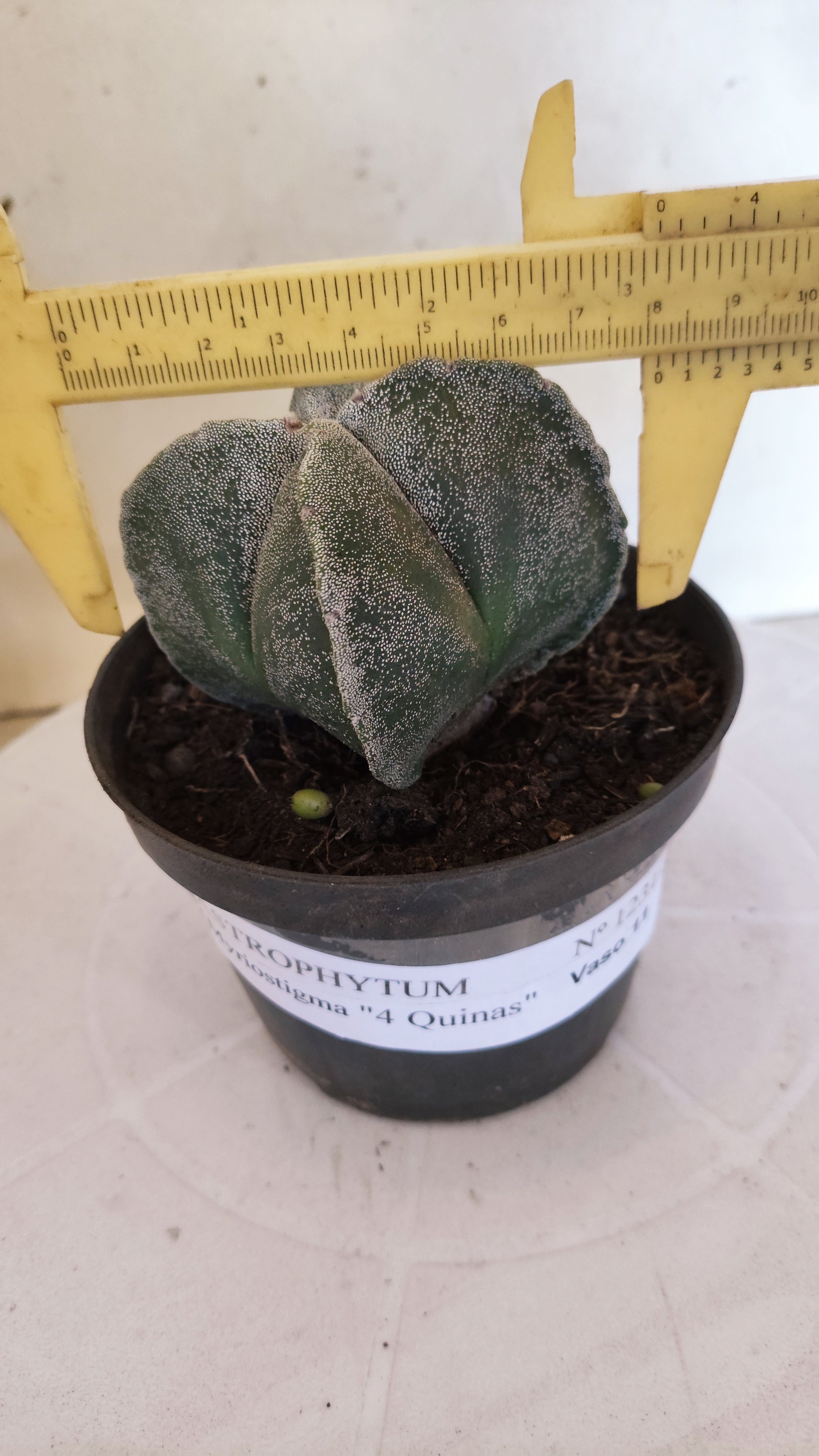 MATRIZ ASTROPHYTUM Myriostigma "4 QUINAS"  Nº  1231 – vaso 11